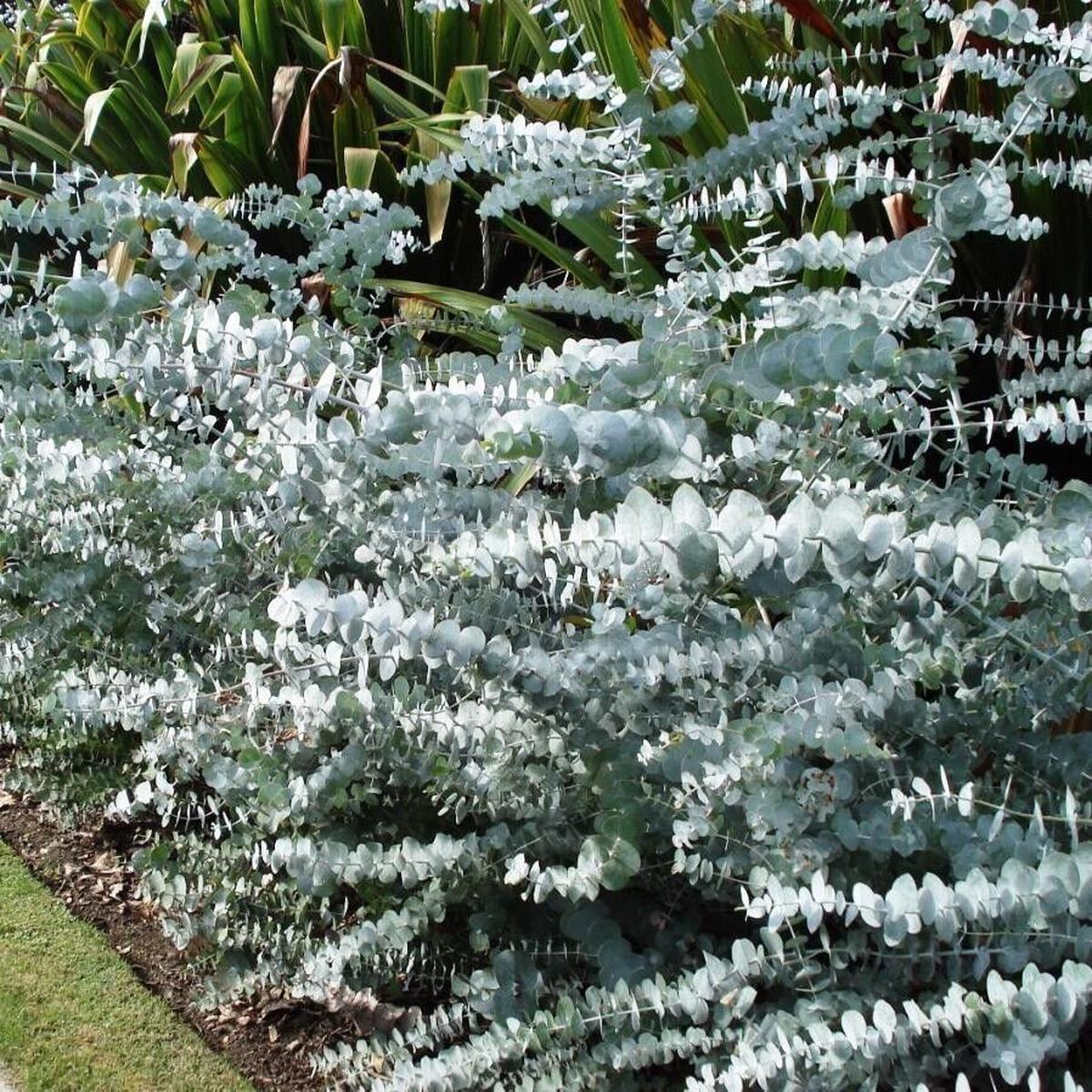 Green River 50 Baby Blue Eucalyptus Seeds  Premium Fragrant Seeds for Gardening, Bouquets & Wreaths  Fast-Growing, Drought-Tolerant Ornamental Plant  Ideal for Flower Beds, Co