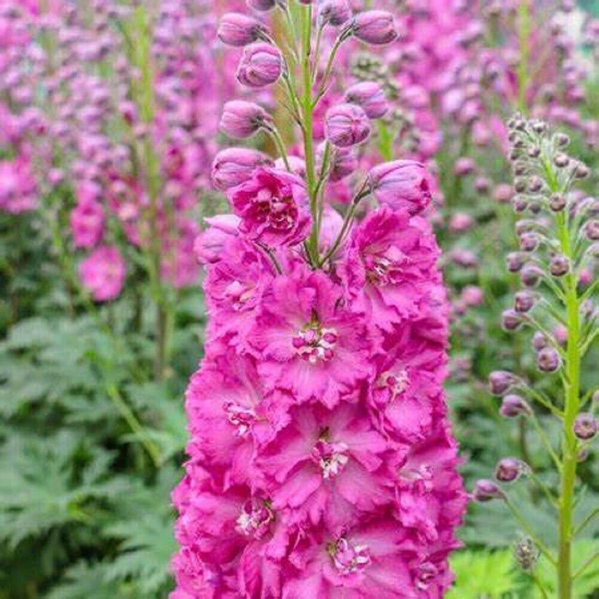 Green River 50 Bright Pink Delphinium Seeds - Flower Seed Pack, Perennial Delphinium Flower Seeds, Tall Spikes for Borders, Premium Garden Plant Seeds for Planting