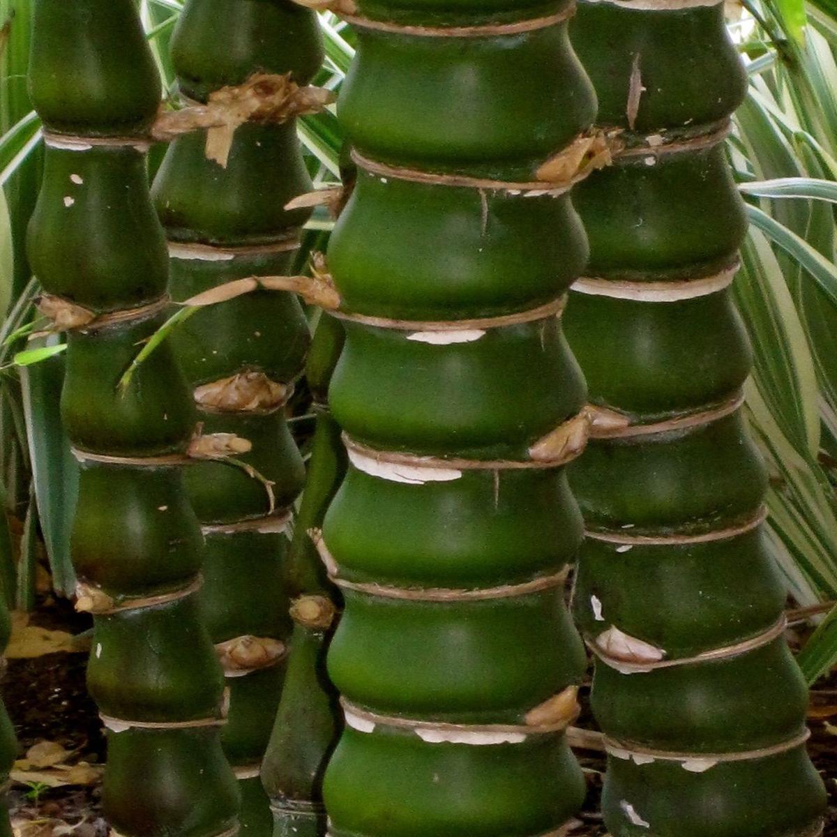 Green River 50 Buddha Belly Bamboo Seeds - Tall Bamboo Plant Seeds for Privacy Screens & Garden Landscaping  Premium Bamboo Seeds for Planting Outdoors or in Pots  Non-Invasive