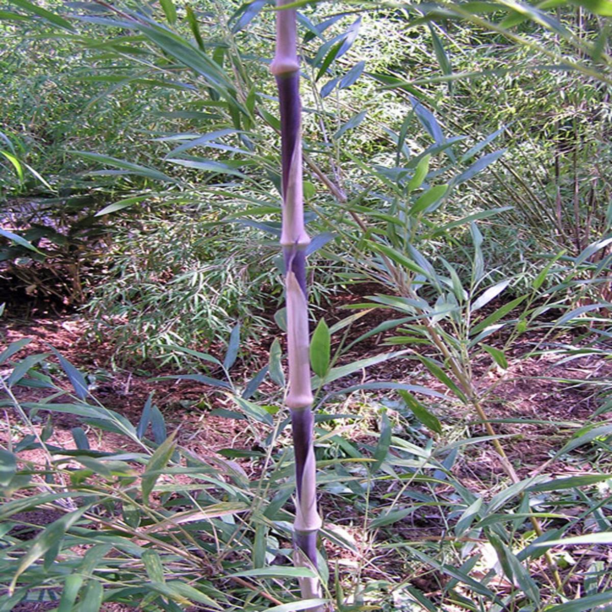 Green River 50 Chilean Clumping Bamboo Seeds - Tall Bamboo Plant Seeds for Privacy Screens & Garden Landscaping  Premium Bamboo Seeds for Planting Outdoors or in Pots  Non-Invasive Fast-Growing Lawn P