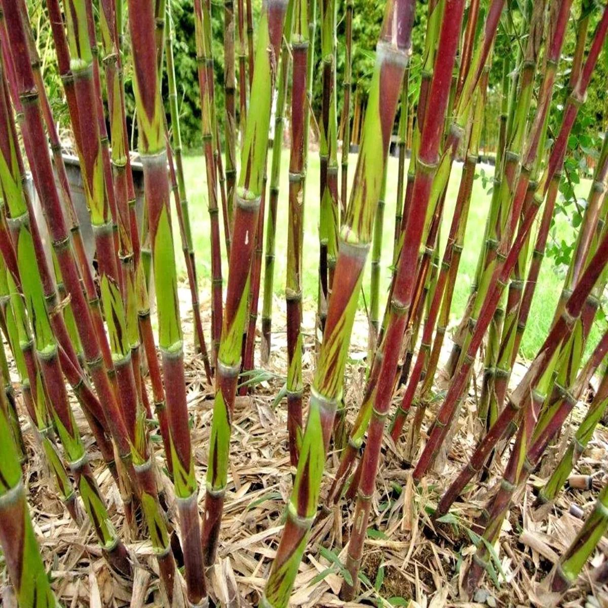 Green River 50 Chusquea Bamboo Seeds - Tall Bamboo Plant Seeds for Privacy Screens & Garden Landscaping  Premium Bamboo Seeds for Planting Outdoors or in Pots  Non-Invasive Fast-Growing Lawn Plants  S