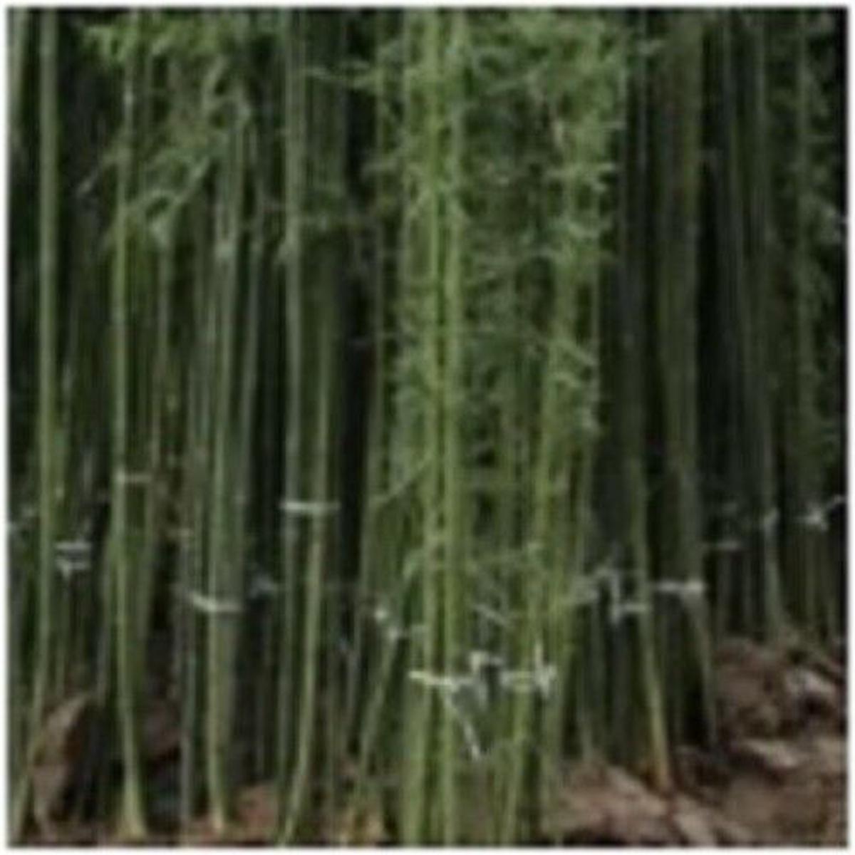 Green River 50 Ju Zhu Bamboo Seeds - Tall Bamboo Plant Seeds for Privacy Screens & Garden Landscaping  Premium Bamboo Seeds for Planting Outdoors or in Pots  Non-Invasive Fast-Growing Lawn Plants  See