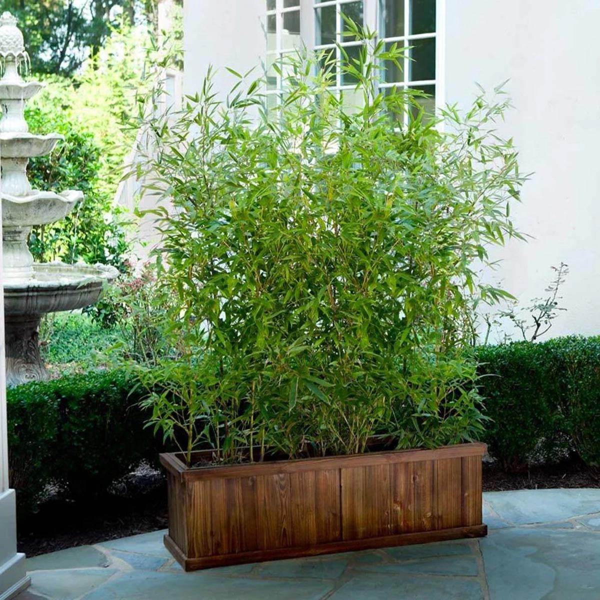 Green River 50 Lady Finger Bamboo Seeds - Tall Bamboo Plant Seeds for Privacy Screens & Garden Landscaping  Premium Bamboo Seeds for Planting Outdoors or in Pots  Non-Invasive