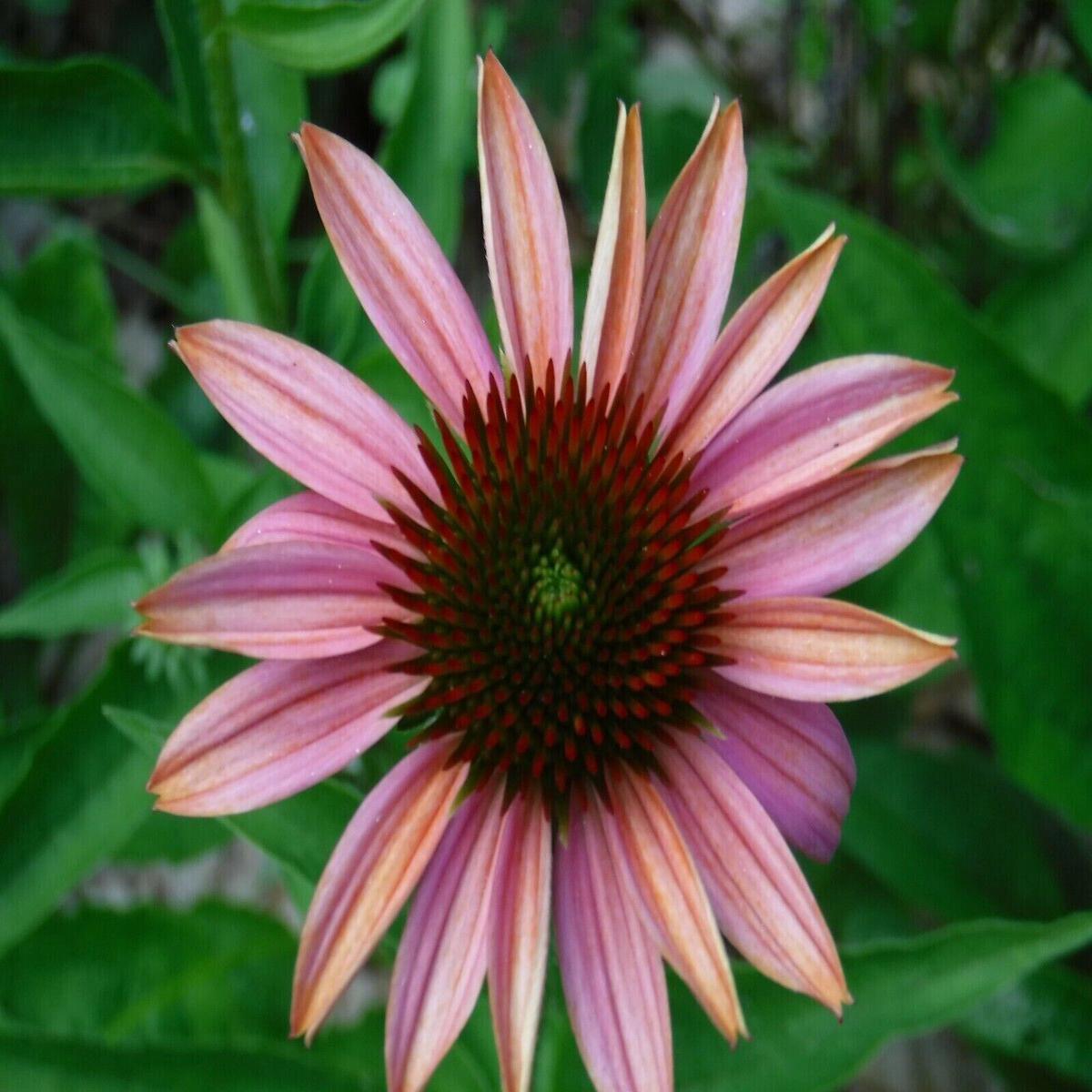 Green River 50 Pink Sherbert Coneflower Seeds - Drought-Tolerant Decor Seeds for Pollinator Gardens, Perennial Blooms, Ideal for Summer Conditions