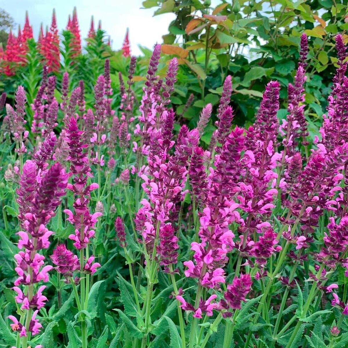 Green River 50 Rose Queen Salvia Seeds - Vibrant Perennial Flower Seeds for Borders & Pollinator Gardens, Drought-Tolerant, Butterfly Magnet, All Seasons, Bag, Partial Sun