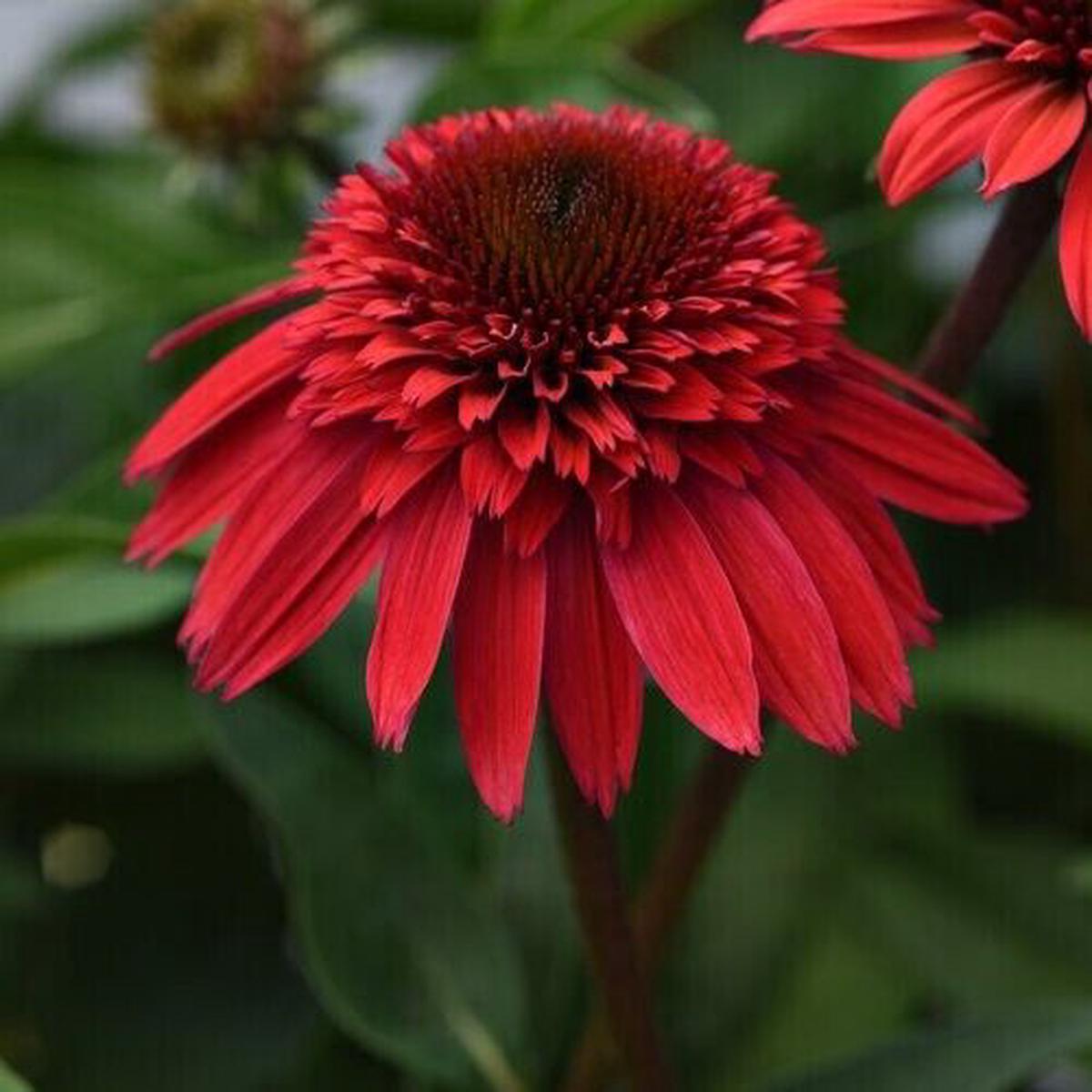 Green River 50 Strawberry Delux Coneflower Seeds - Drought-Tolerant Decor Seeds for Pollinator Gardens, Perennial Blooms, Ideal for Summer Conditions