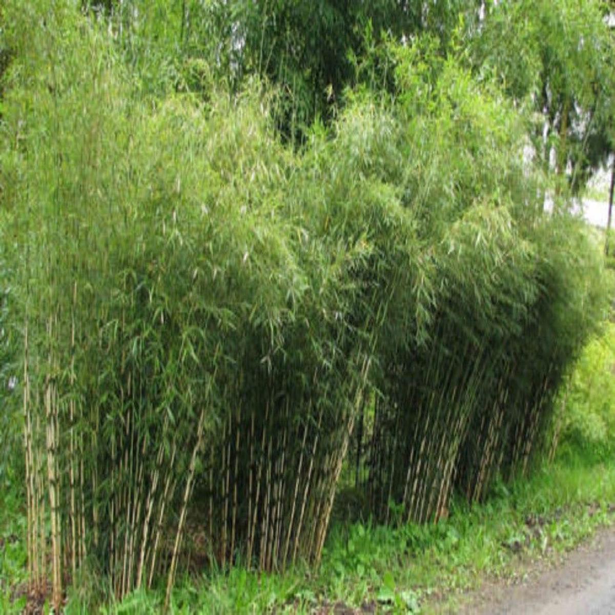 Green River 50 Umbrealla Bamboo Seeds - Tall Bamboo Plant Seeds for Privacy Screens & Garden Landscaping  Premium Bamboo Seeds for Planting Outdoors or in Pots  Non-Invasive Fast-Growing Lawn Plants  