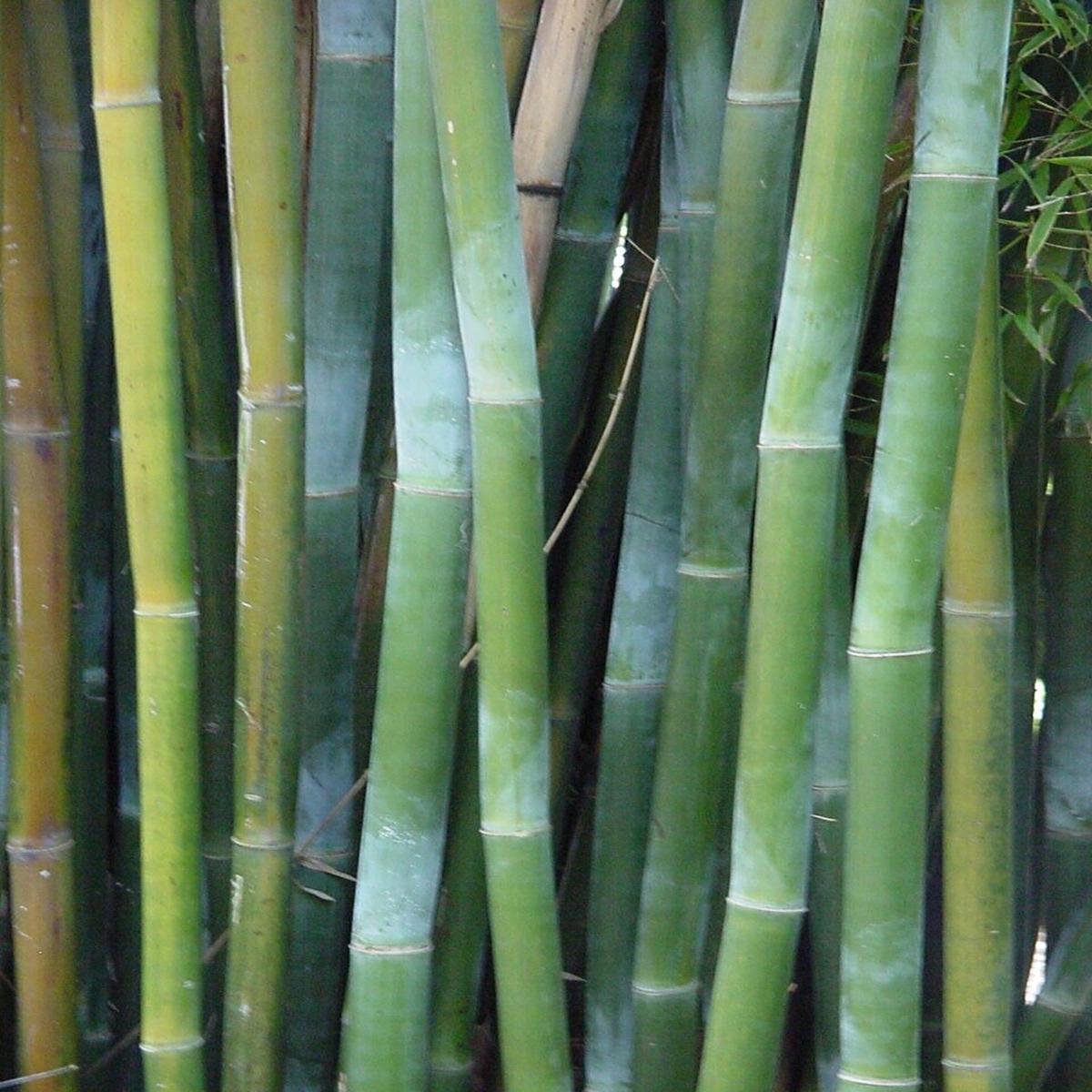 Green River 50 Wong Chuck Royal Bamboo Seeds - Tall Bamboo Plant Seeds for Privacy Screens & Garden Landscaping  Premium Bamboo Seeds for Planting Outdoors or in Pots  Non-Invasive Fast-Growing Lawn P