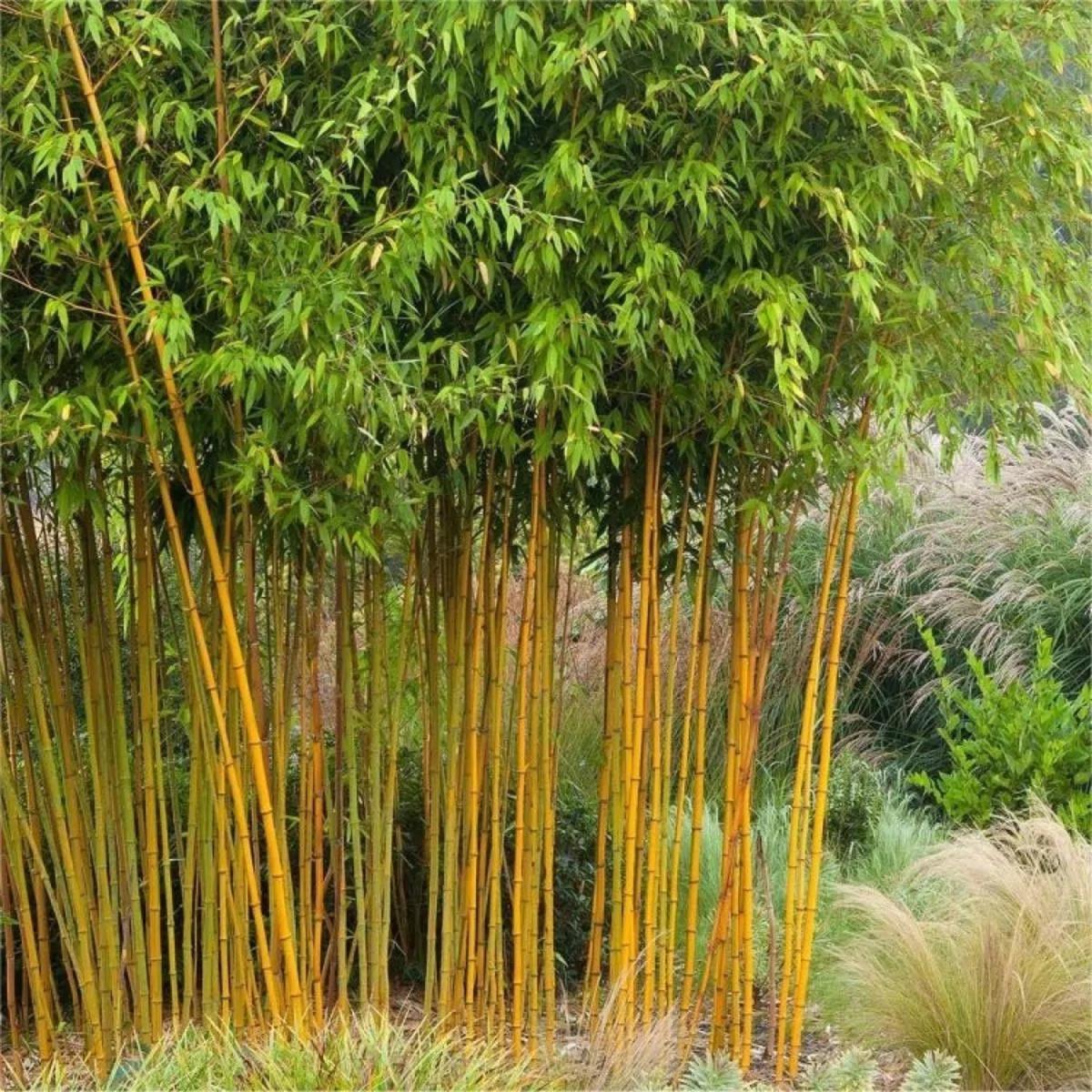 Green River 50 Yellow-Groove Bamboo Seeds - Tall Bamboo Plant Seeds for Privacy Screens & Garden Landscaping  Premium Bamboo Seeds for Planting Outdoors or in Pots  Non-Invasive Fast-Growing Lawn Plan