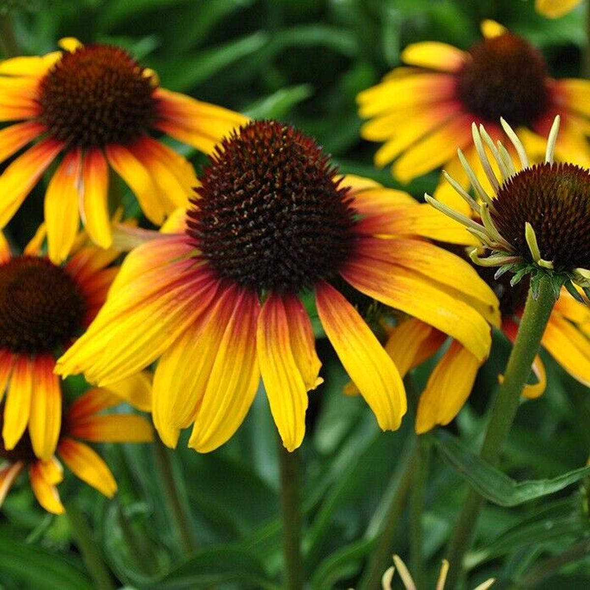 Green River 50 Yellow Orange Coneflower Seeds - Drought-Tolerant Decor Seeds for Pollinator Gardens, Perennial Blooms, Ideal for Summer Conditions