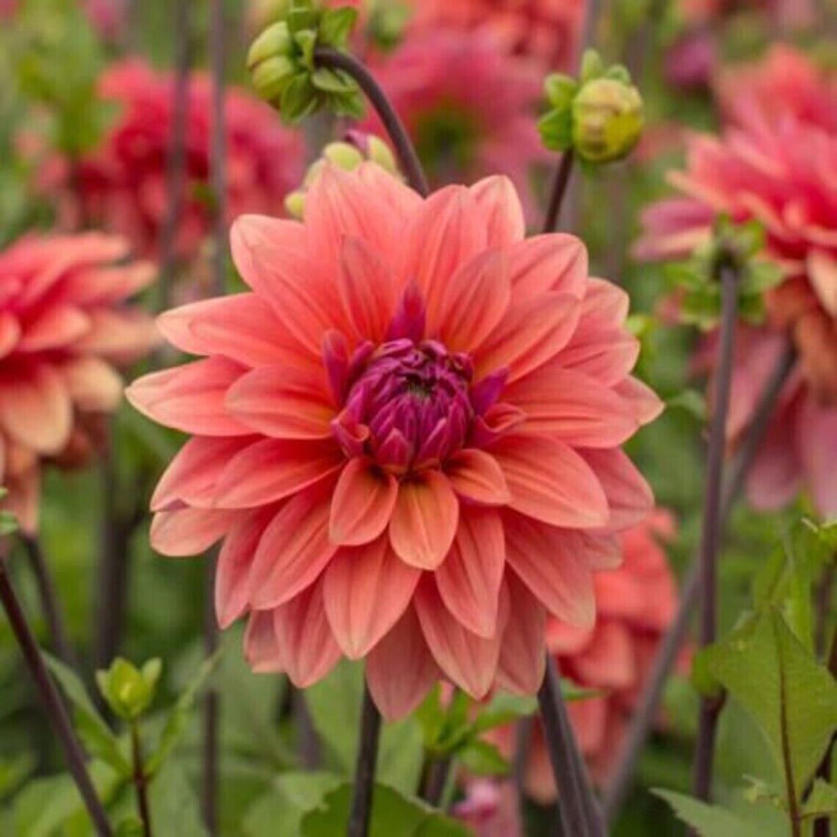 Green River American Dawn Dahlia Perennial Flowers Seeds  25 Premium Dahlia Flower Seeds for Bouquets, Borders & Pots  Vibrant Summer Blooms with green Foliage  Full Sun Cottage Garden & Pollinator-Fr