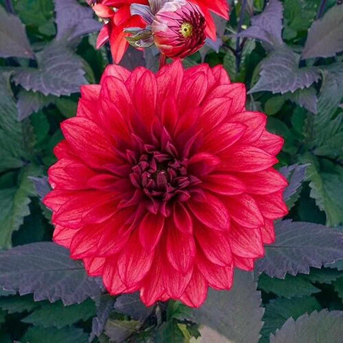 Green River Cool Flame Dahlia Perennial Flowers Seeds  25 Premium Dahlia Flower Seeds for Bouquets, Borders & Pots  Vibrant Summer Blooms with green Foliage  Full Sun Cottage Garden & Pollinator-Frien