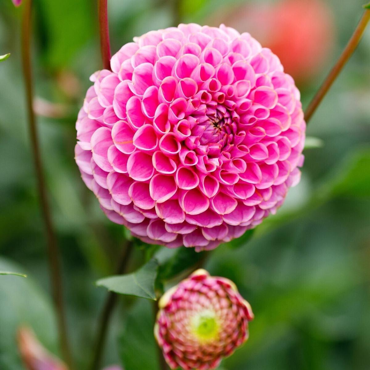 Green River Franz Kafka Dahlia Perennial Flowers Seeds  25 Premium Dahlia Flower Seeds for Bouquets, Borders & Pots  Vibrant Summer Blooms with green Foliage  Full Sun Cottage Garden & Pollinator-Frie