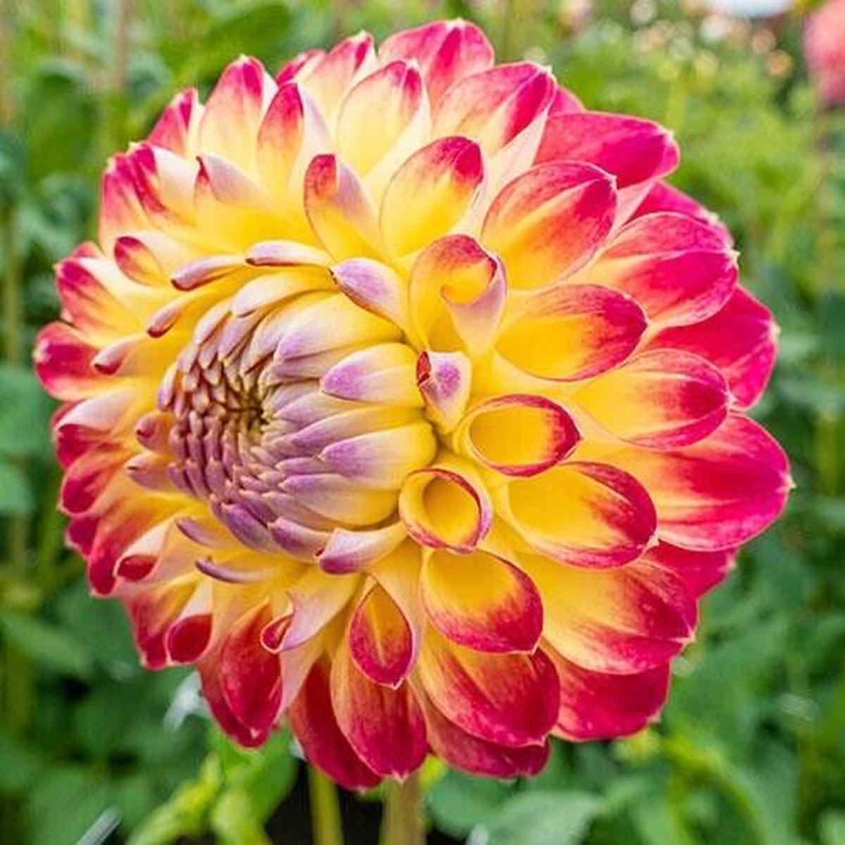 Green River Jowey Arendal Dahlia Perennial Flowers Seeds  25 Premium Dahlia Flower Seeds for Bouquets, Borders & Pots  Vibrant Summer Blooms with green Foliage  Full Sun Cotta