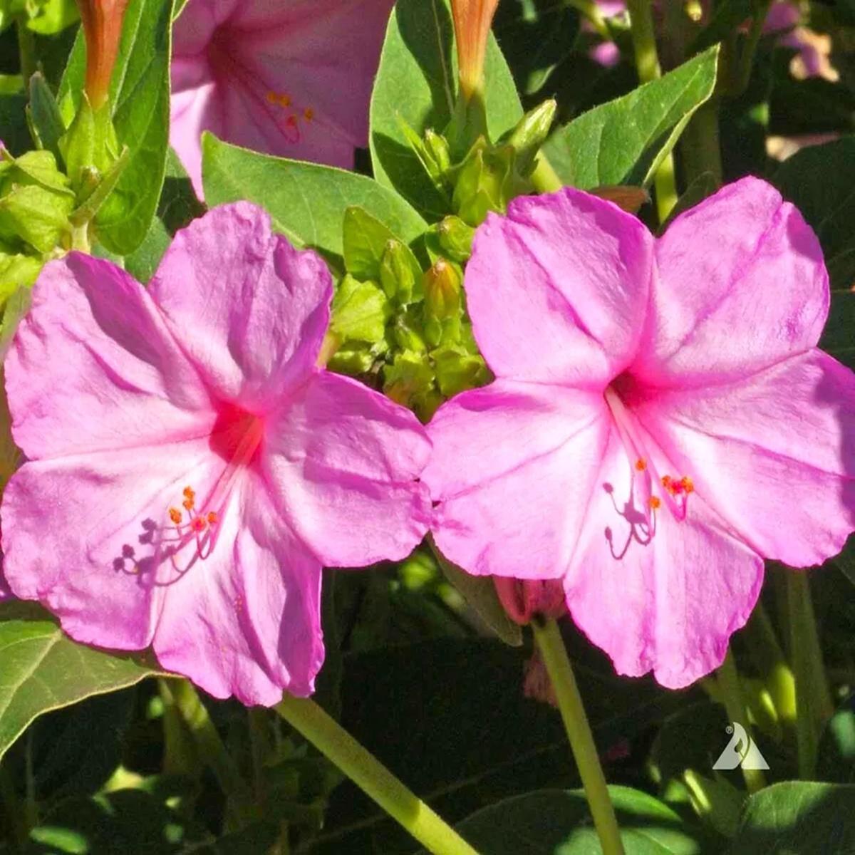Green River Seeds 25 Baby Pink Four O'clock Flowers Seeds - Perennial Flower Seed Pack, Fragrant Night Blooming for Pollinator Gardens, Easy to Grow, Heirloom Seeds for Outdoor Planting, Cottage Garde