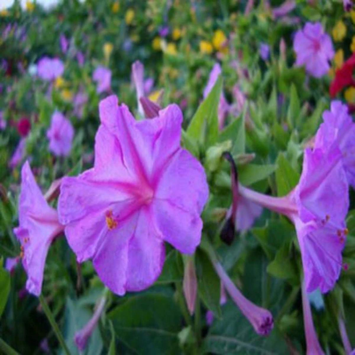 Green River Seeds 25 Purple Jasmine Four O'clock Flowers Seeds - Perennial Flower Seed Pack, Fragrant Night Blooming for Pollinator Gardens, Easy to Grow, Heirloom Seeds for Outdoor Planting, Cottage 