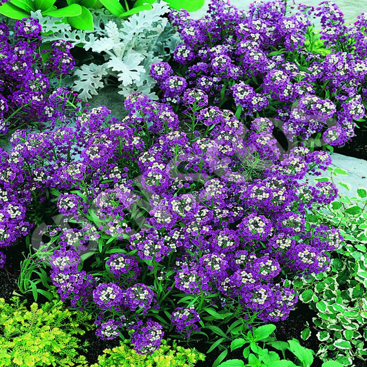 Green River Seeds 25 Sweet Alyssum Purple Seeds - Tiny Colorful Flowers for Spring and Fall Gardening, Ideal for Hanging Baskets and Pathways