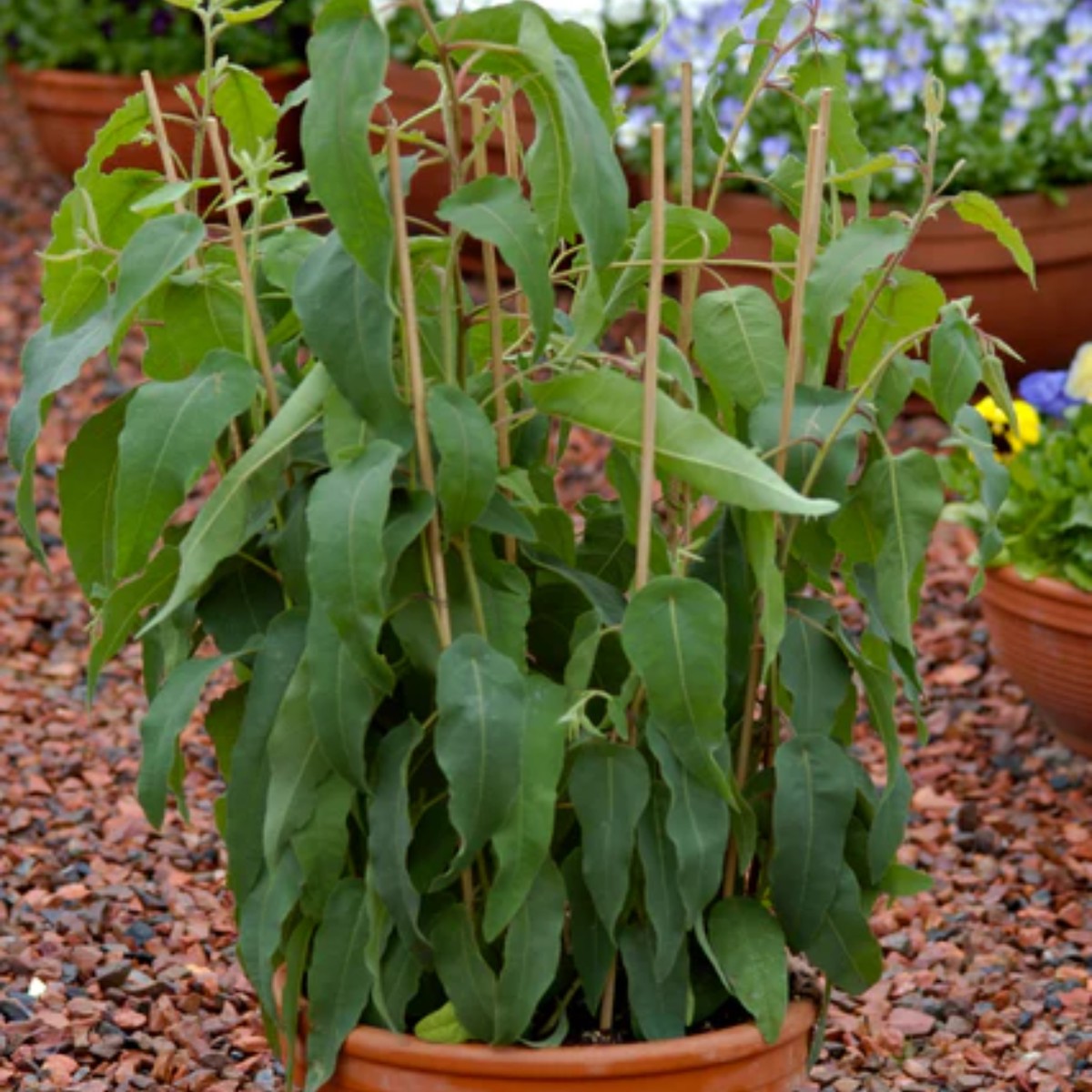 Lemon Bush Eucalyptus West Coast Seeds
