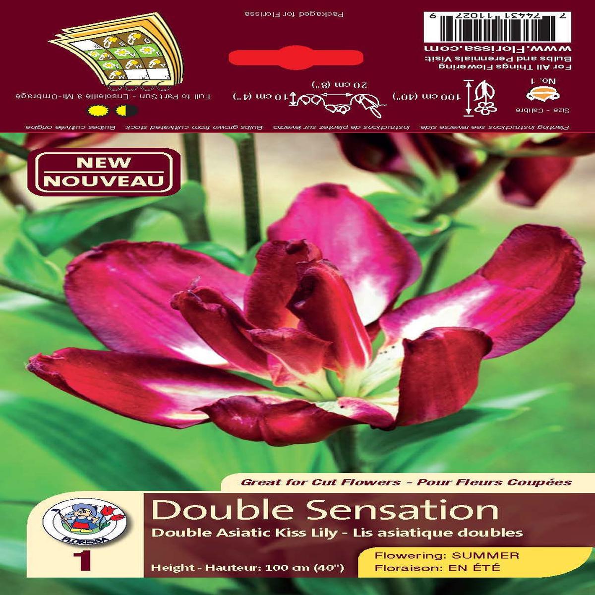 Lily - Double Asiatic Kiss - Double Sensation