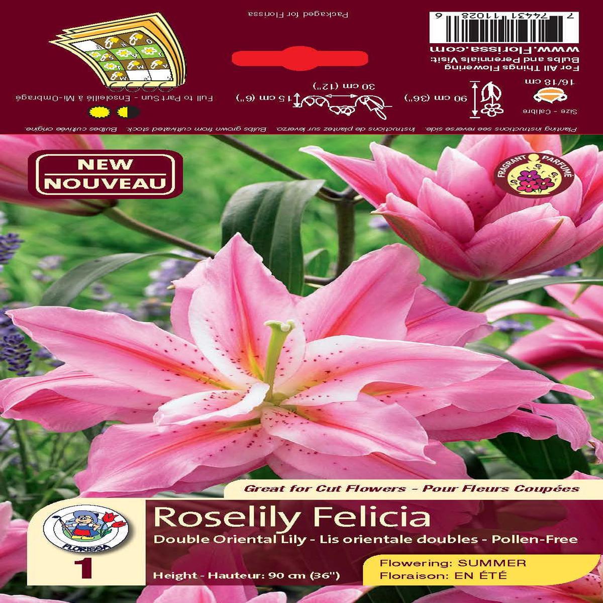 Lily - Double Oriental - Roselily Felicia