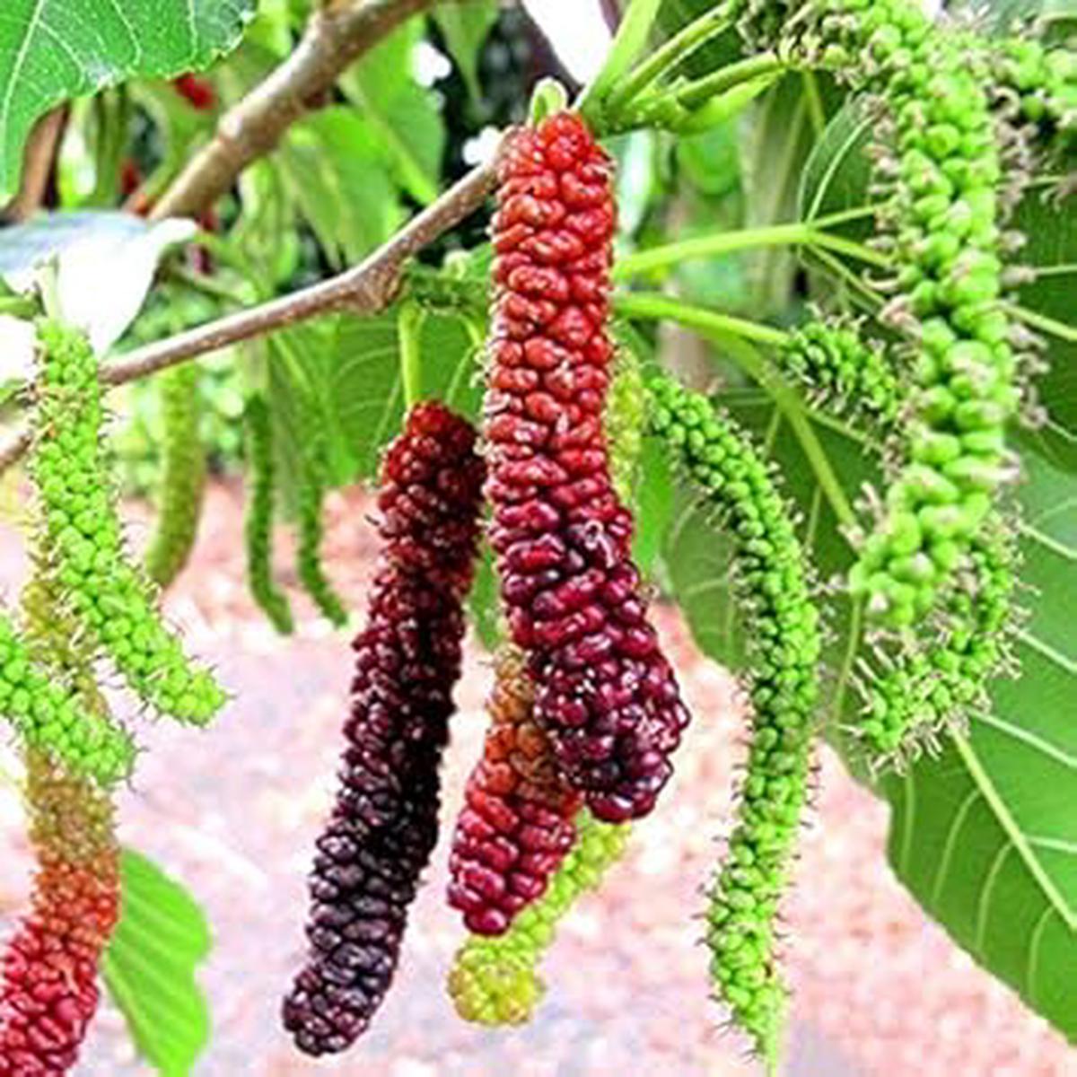 Long Mulberry Fruit Seeds for Planting Heirloom, Non-GMO, High Germination Organic Garden Seeds