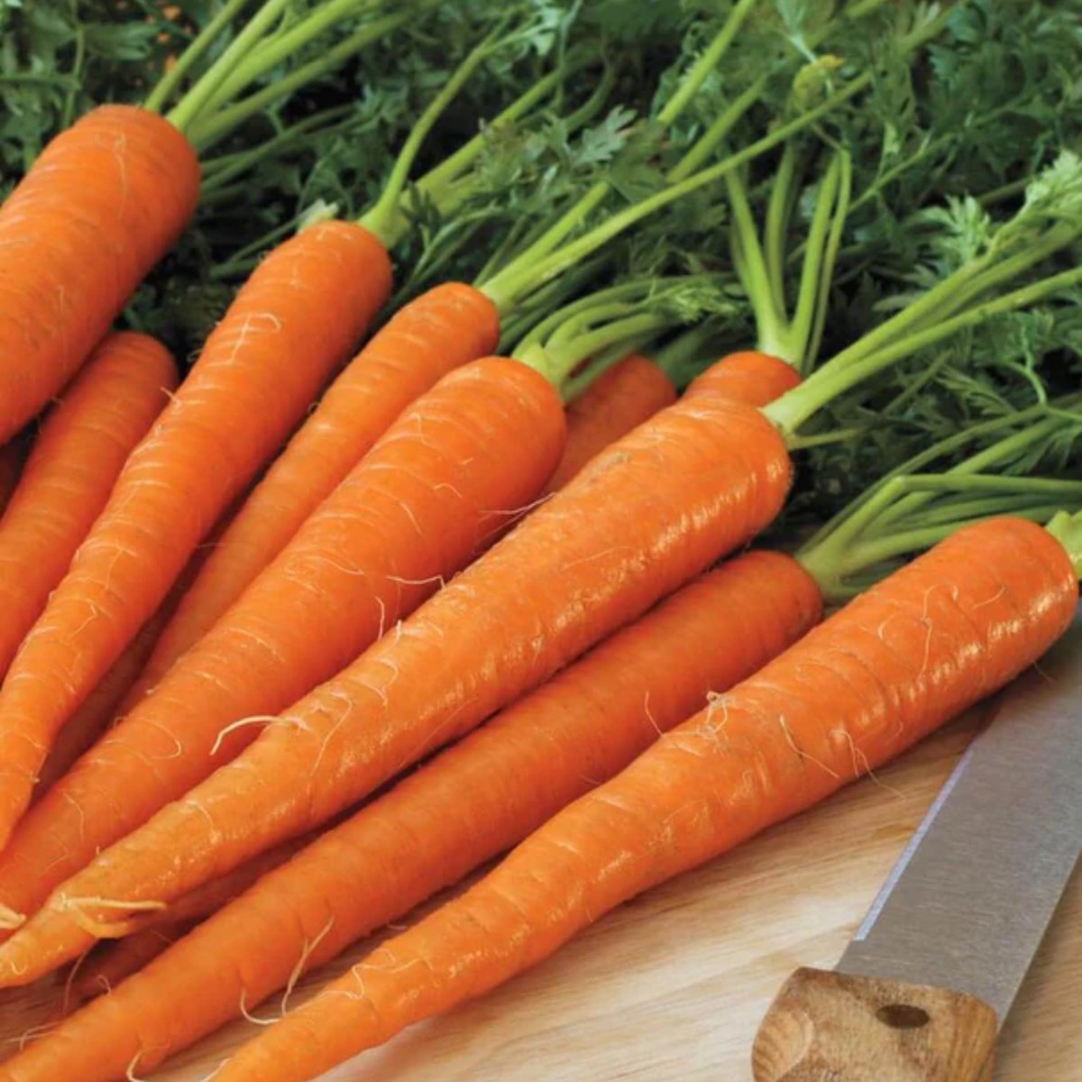 Neptune F1 Carrot West Coast Seeds