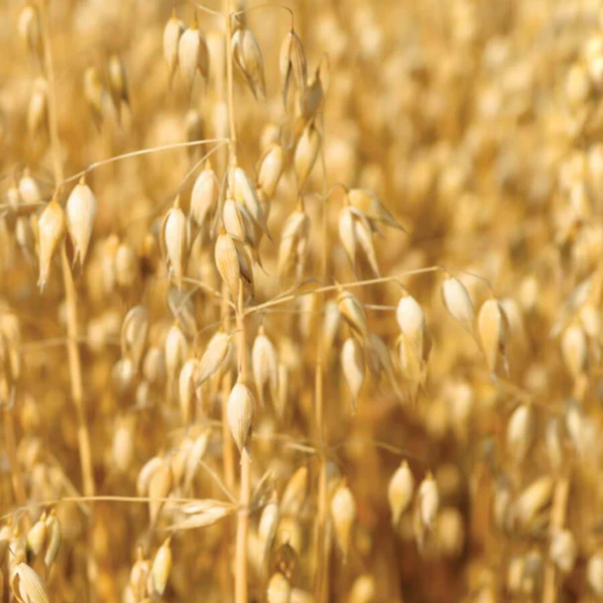 Oats Cover Crop Seeds