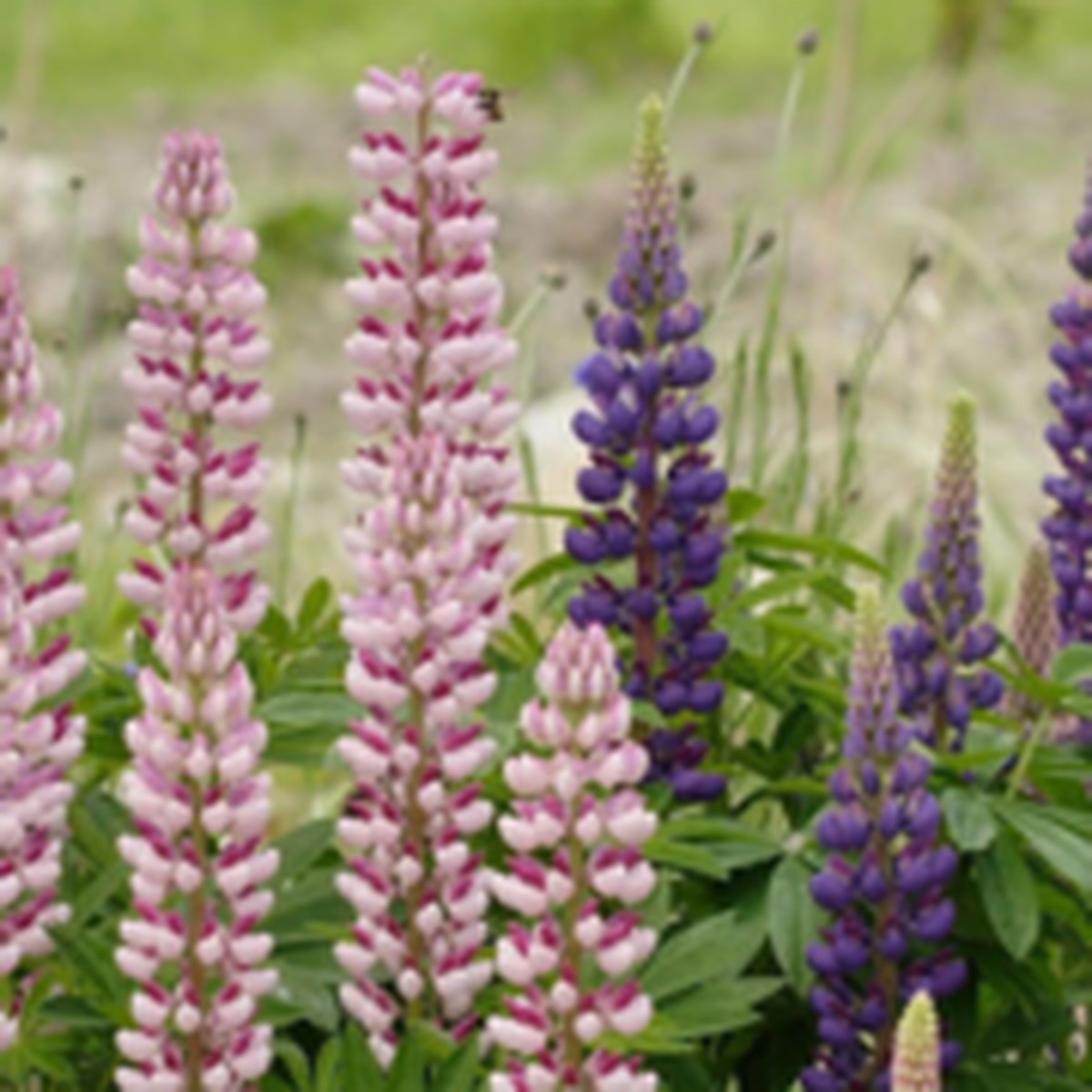 Russel Hybrids Lupin Mix West Coast Seeds