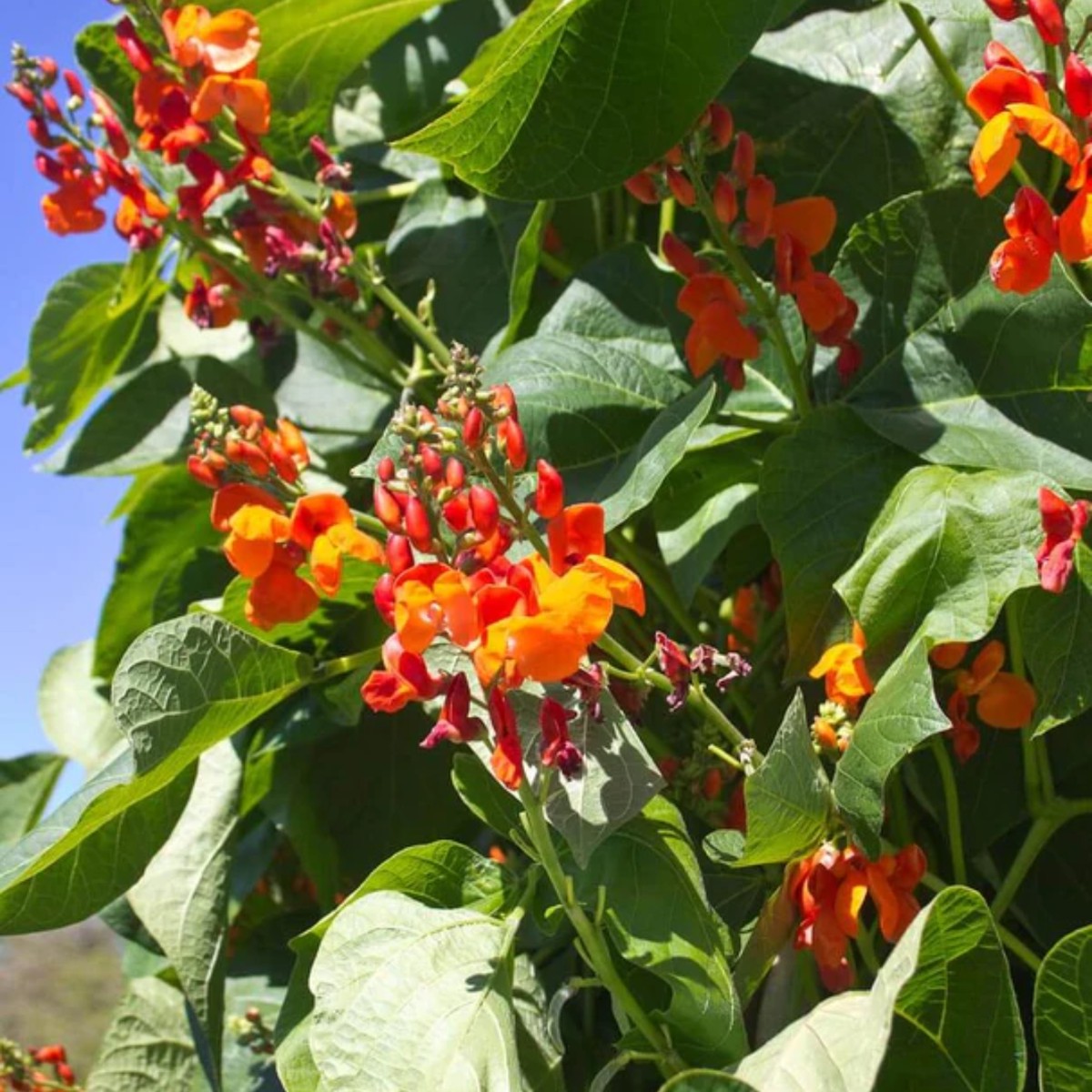 Scarlet Emperor Bean West Coast Seeds
