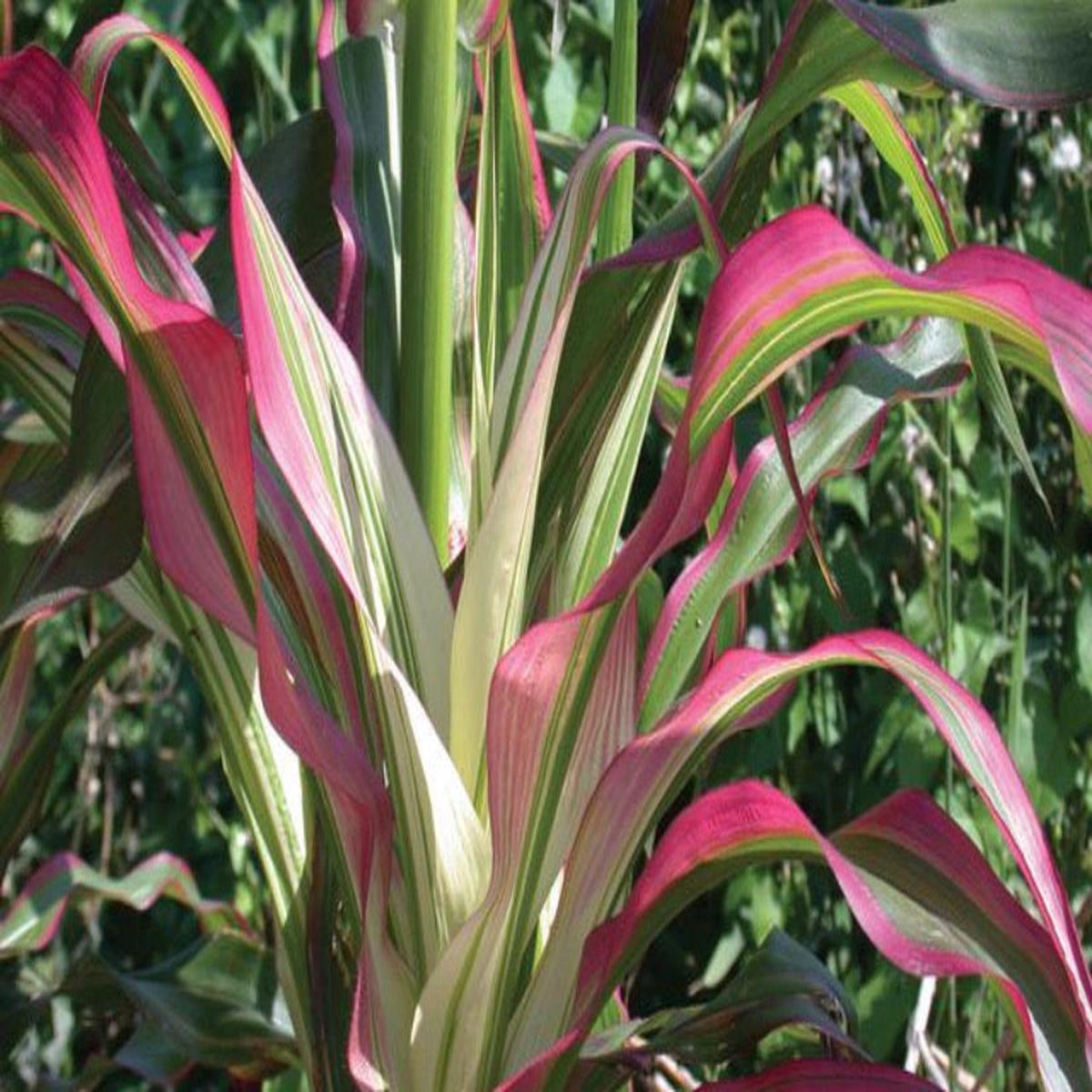Seed Ornamental Corn Japan Stars & Stripes