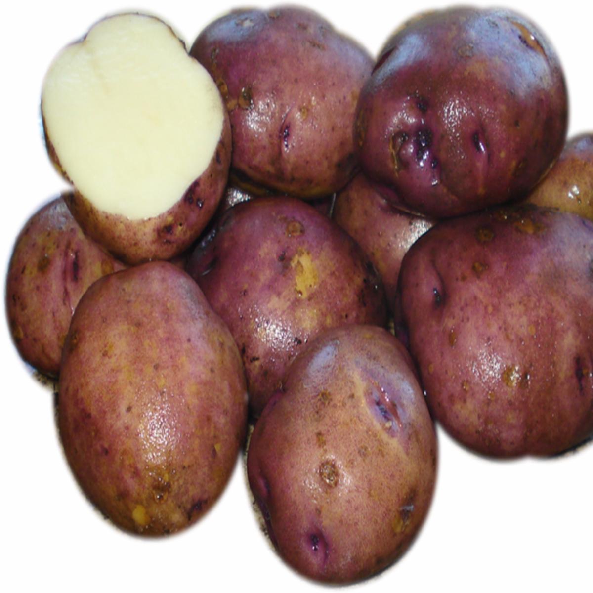 Seed Potato - Caribe 5 lb Specialty