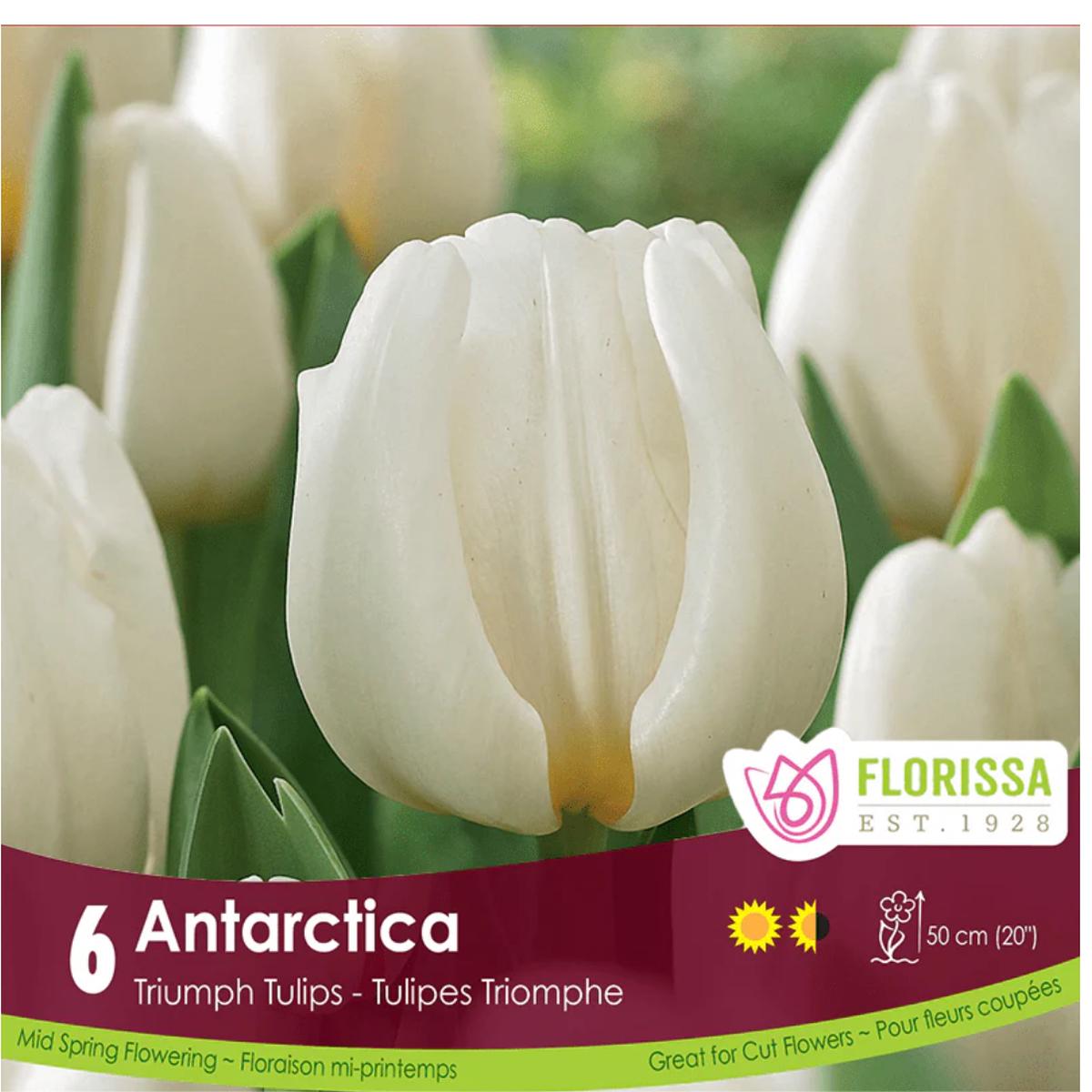 Tulip Antartica