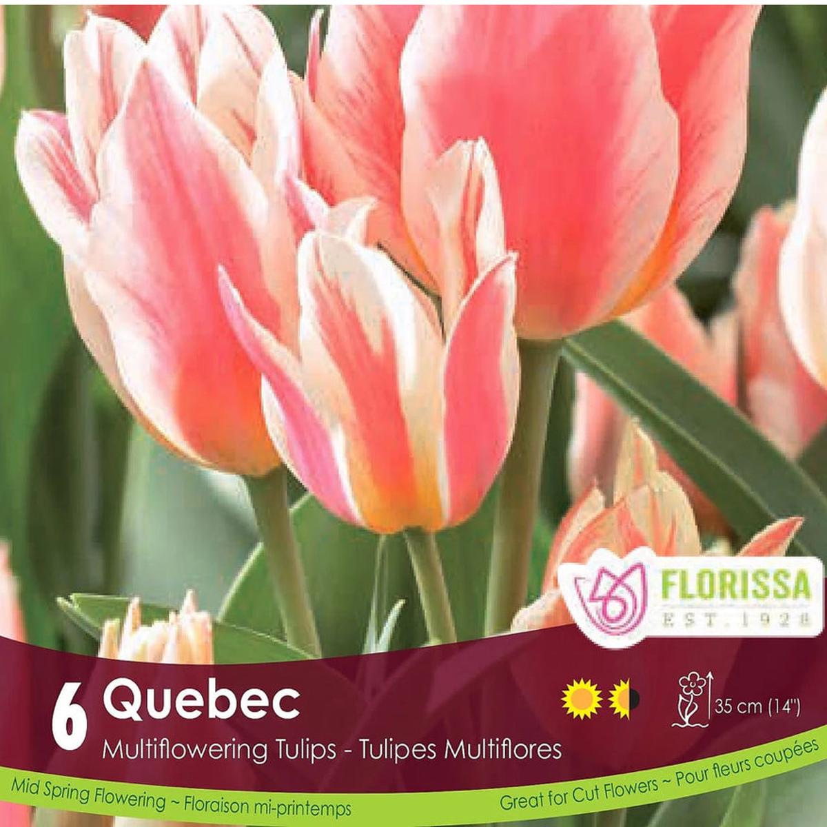 Tulip Bouquet Flowering -Quebec