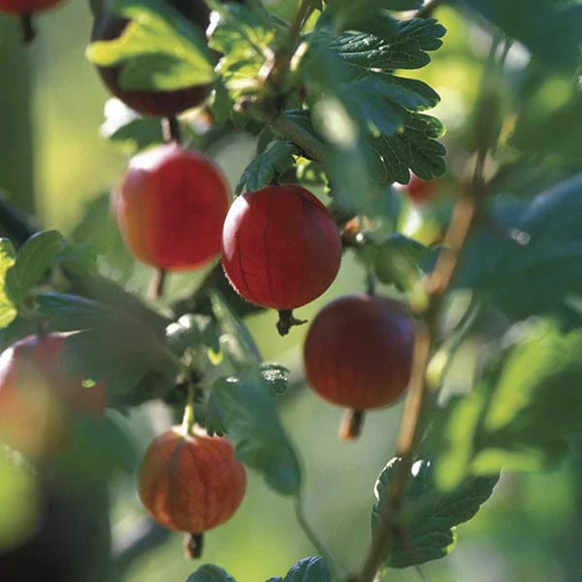 Xenia Red Gooseberry Fruit Seeds for Planting Hardy Garden Berries, Heirloom & Non-GMO Seeds
