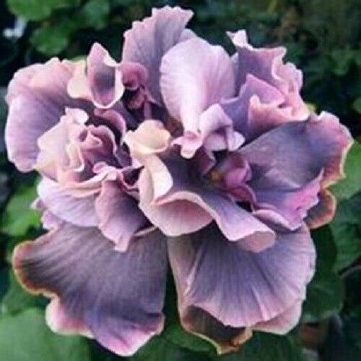 20 Double Gray Purple Seeds Flowers Flower Seed Perennial Bloom 496