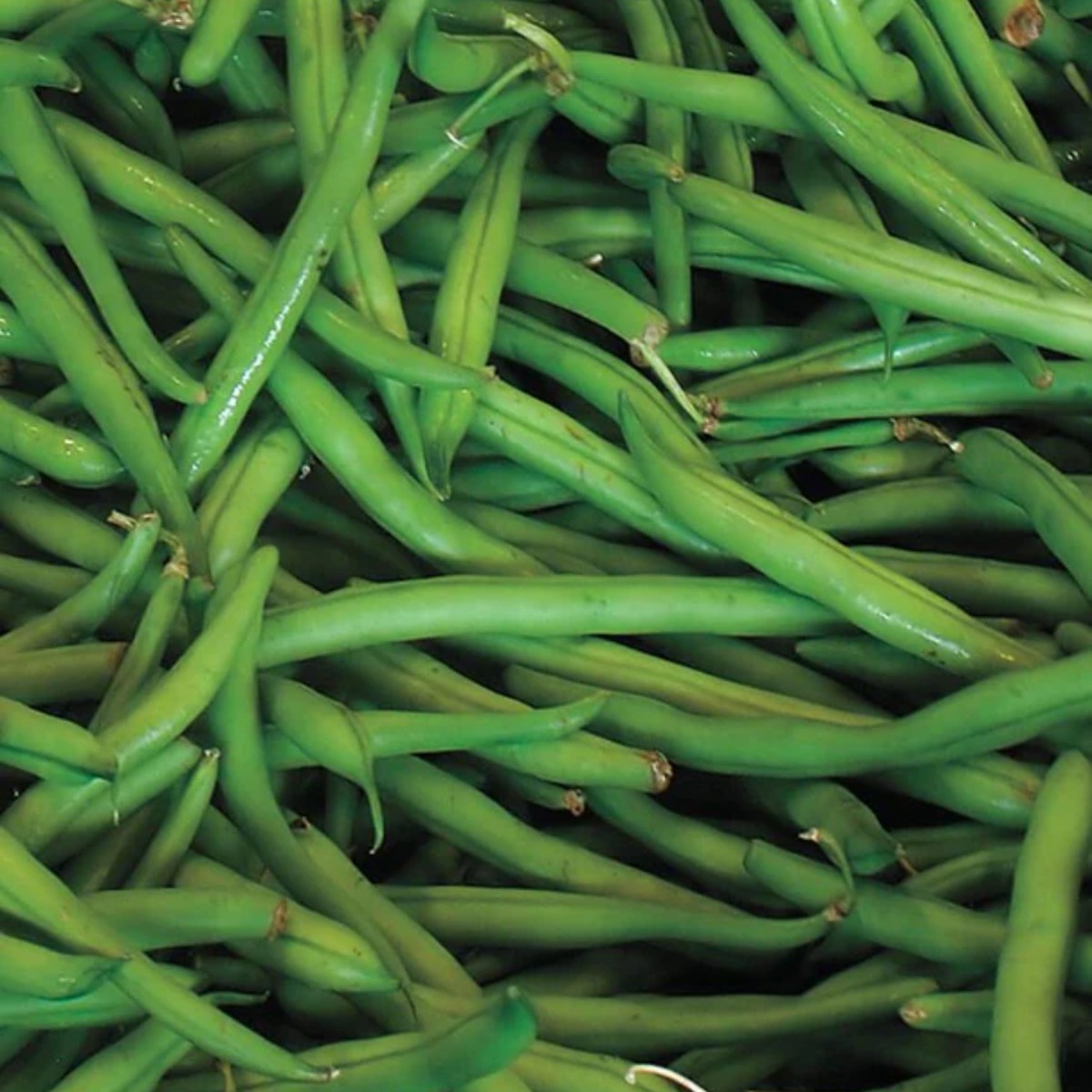 Blue Lake Bean West Coast Seeds - 225gm