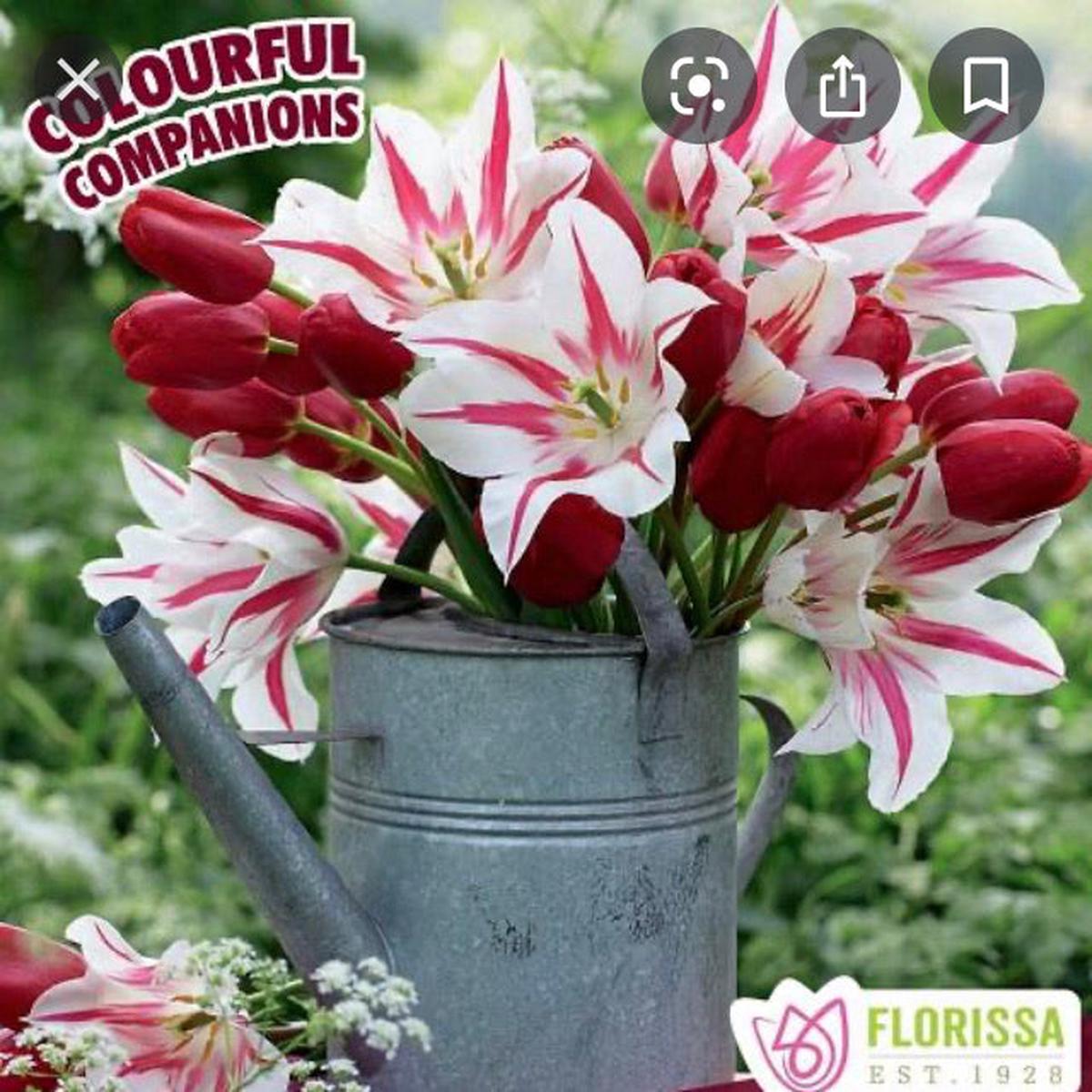 Companion Fall Bulbs tulips- Jazzberry Jam 14/pkg