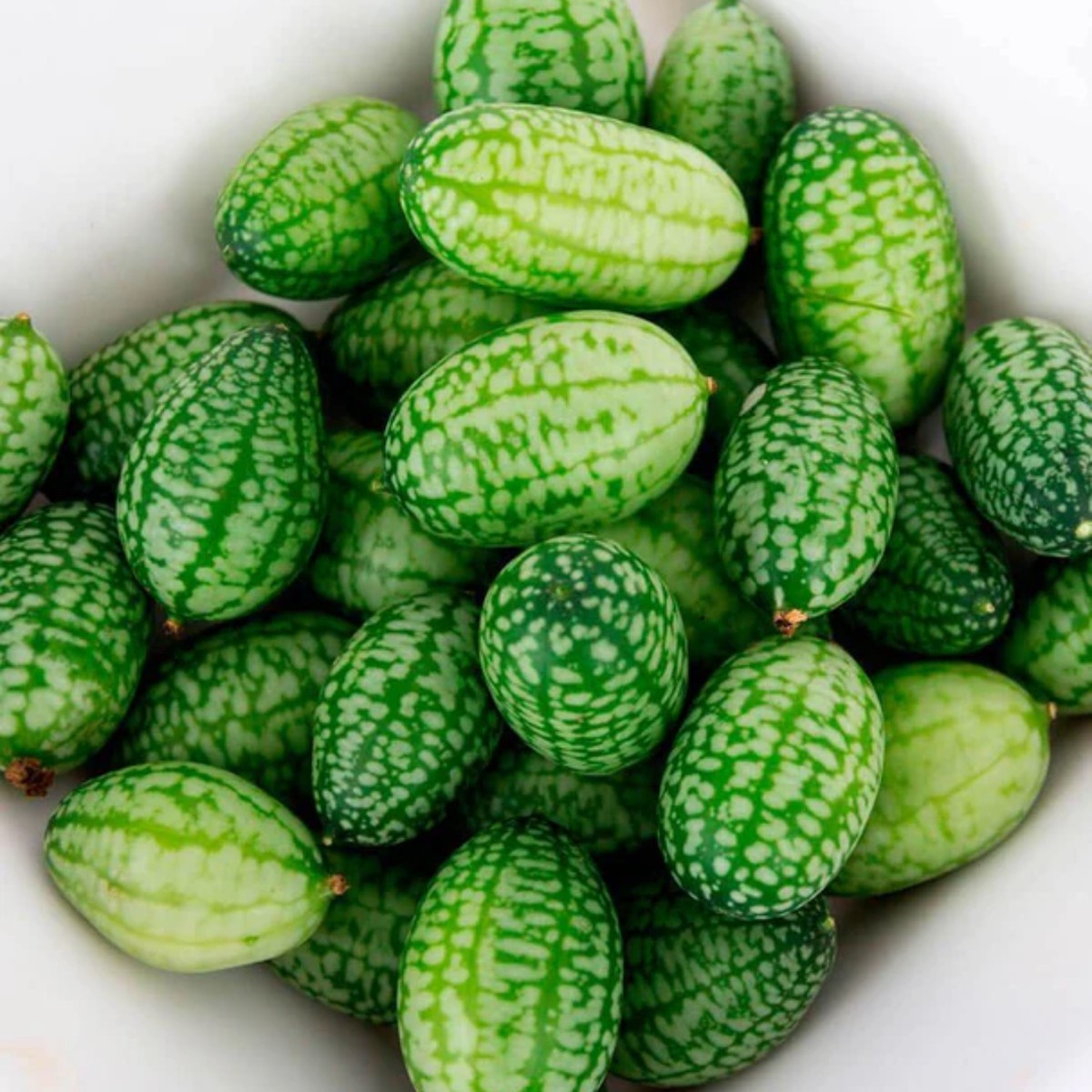 Cucamelon Cucumber West Coast Seeds