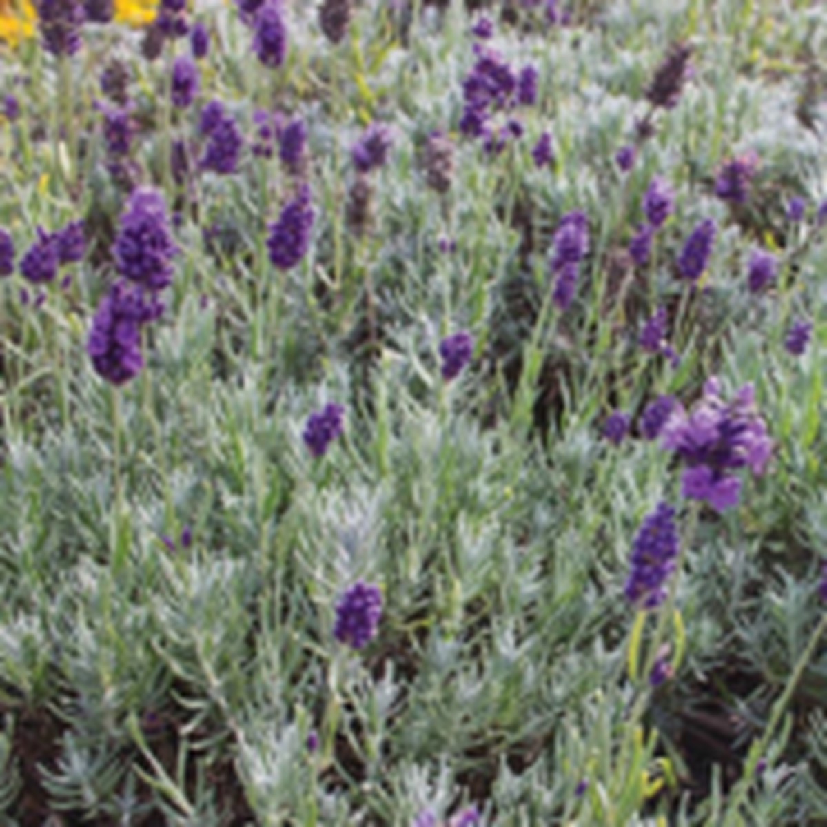 Dwarf Munstead Lavender West Coast Seeds
