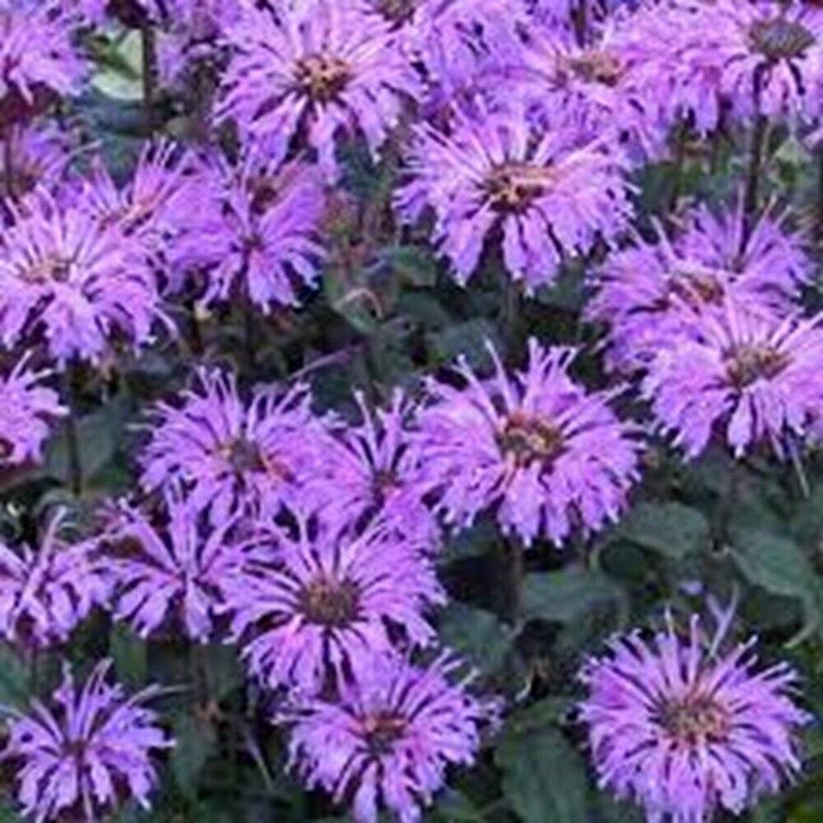 Green River 100 Double Lilac Bee Balm Seeds Premium Perennial Flower Seeds for Pollinator Gardens & Cut Flowers Drought-Tolerant Deer Resistant Fragrant Purple Blooms Ideal for O