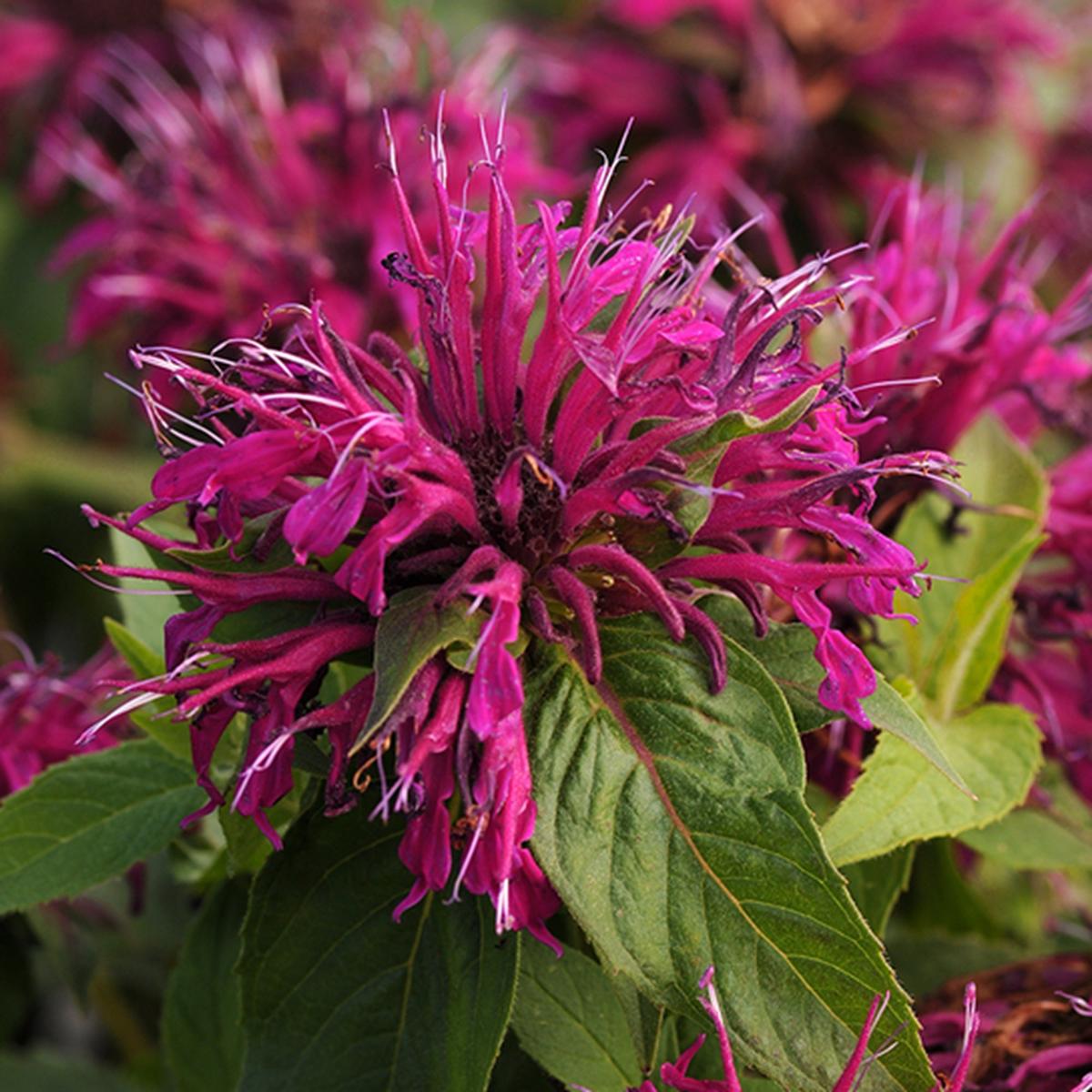 Green River 100 Mulberry Bee Balm Seeds Premium Perennial Flower Seeds for Pollinator Gardens & Cut Flowers Drought-Tolerant Deer Resistant Fragrant Purple Blooms Ideal for Outdo