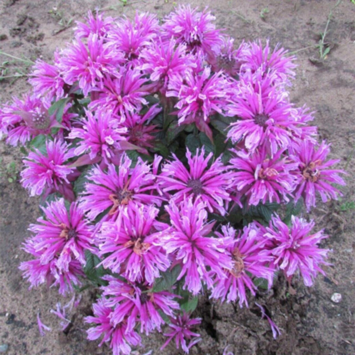 Green River 100 Orchid Bee Balm Seeds Premium Perennial Flower Seeds for Pollinator Gardens & Cut Flowers Drought-Tolerant Deer Resistant Fragrant Purple Blooms Ideal for Outdoor