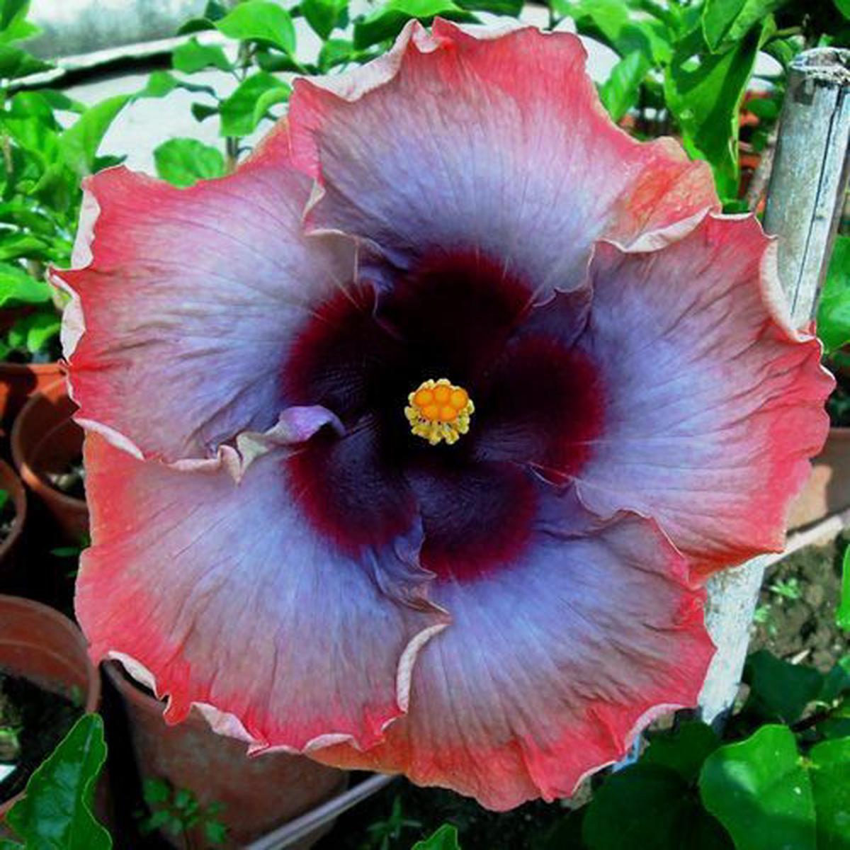 Green River 20 Pink Grey Purple Hibiscus Seeds - Premium Perennial Flower Seeds Pack for Tropical & Pollinator Gardens, Hardy Outdoor Seeds for Full Sun & Well-Drained Soil, Vibrant Garden Blooms Attr