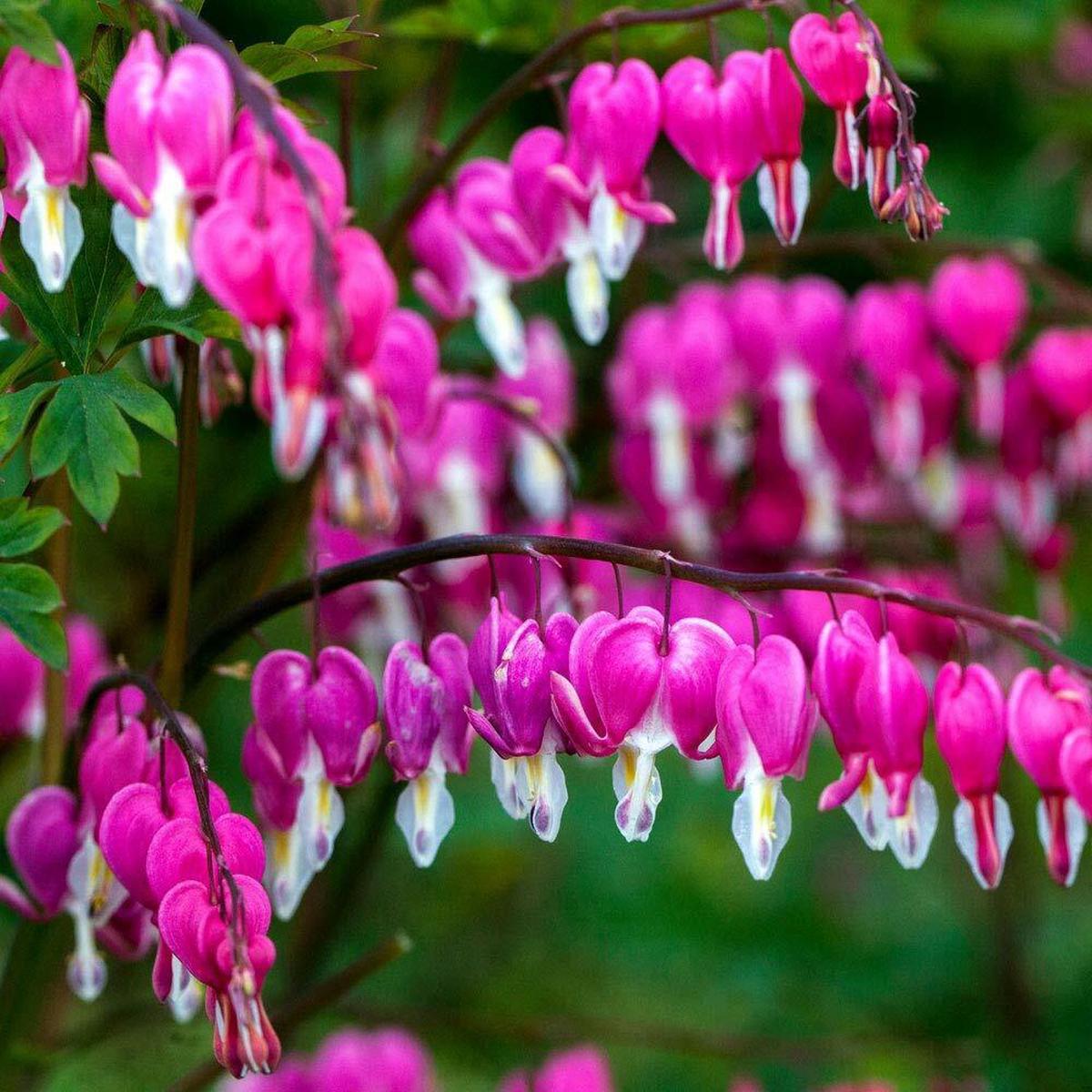 Green River 25 Bright Pink Purple Bleeding Heart Seeds Premium Flower Seeds for Shade Gardens & Containers Climbing Perennial Heart Seed Flowers Butterfly Friendly Low Maintenanc