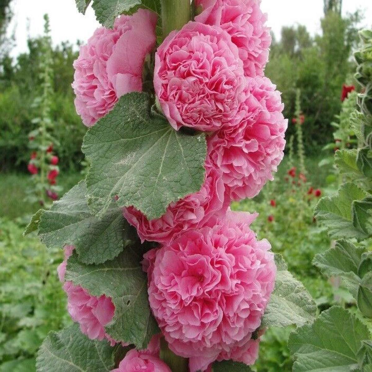 Green River 25 Double Cotton Candy Hollyhock Seeds - Flower Seed Pack, Tall Perennial Blooms, Cottage Garden Plants for Borders, Premium Seeds for Planting, Pollinator Friendly F