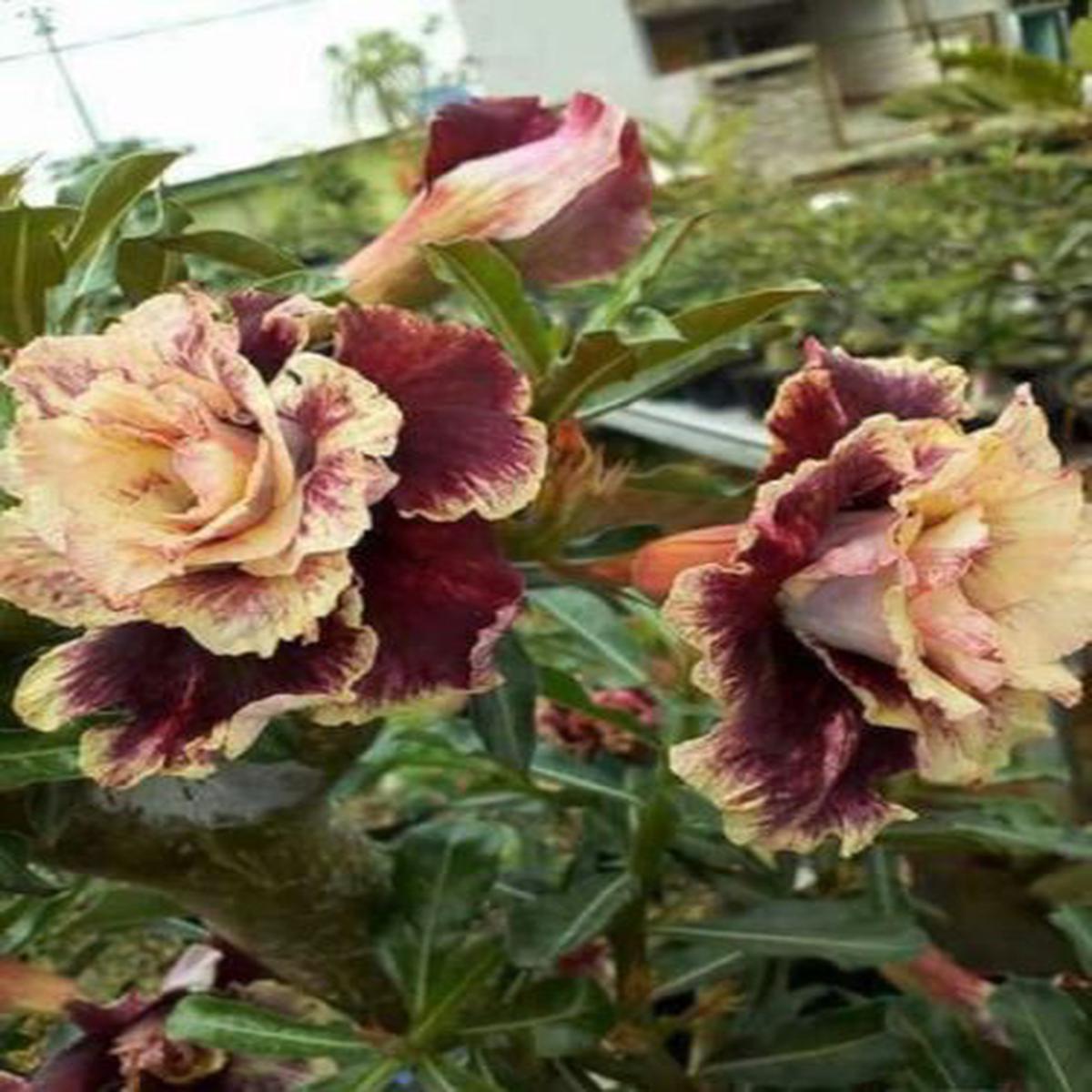 Green River 4 Cream Maroon Desert Rose Seeds - Premium Exotic Succulent Flower Seeds for Indoor Pots Bonsai & Tropical Decor Drought-Tolerant, Easy to Grow Unique Trunk, Premium Seed Pack for Collecto