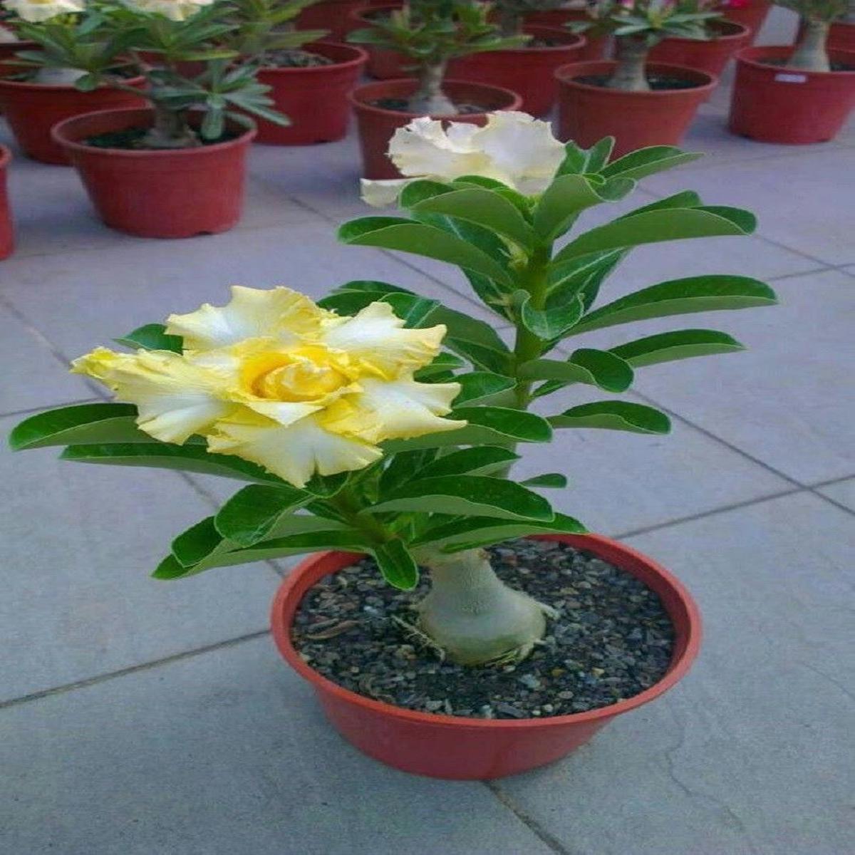 Green River 4 Rare Yellow White Desert Rose Seeds - Premium Exotic Succulent Flower Seeds for Indoor Pots Bonsai & Tropical Decor Drought-Tolerant, Easy to Grow Unique Trunk, Pre