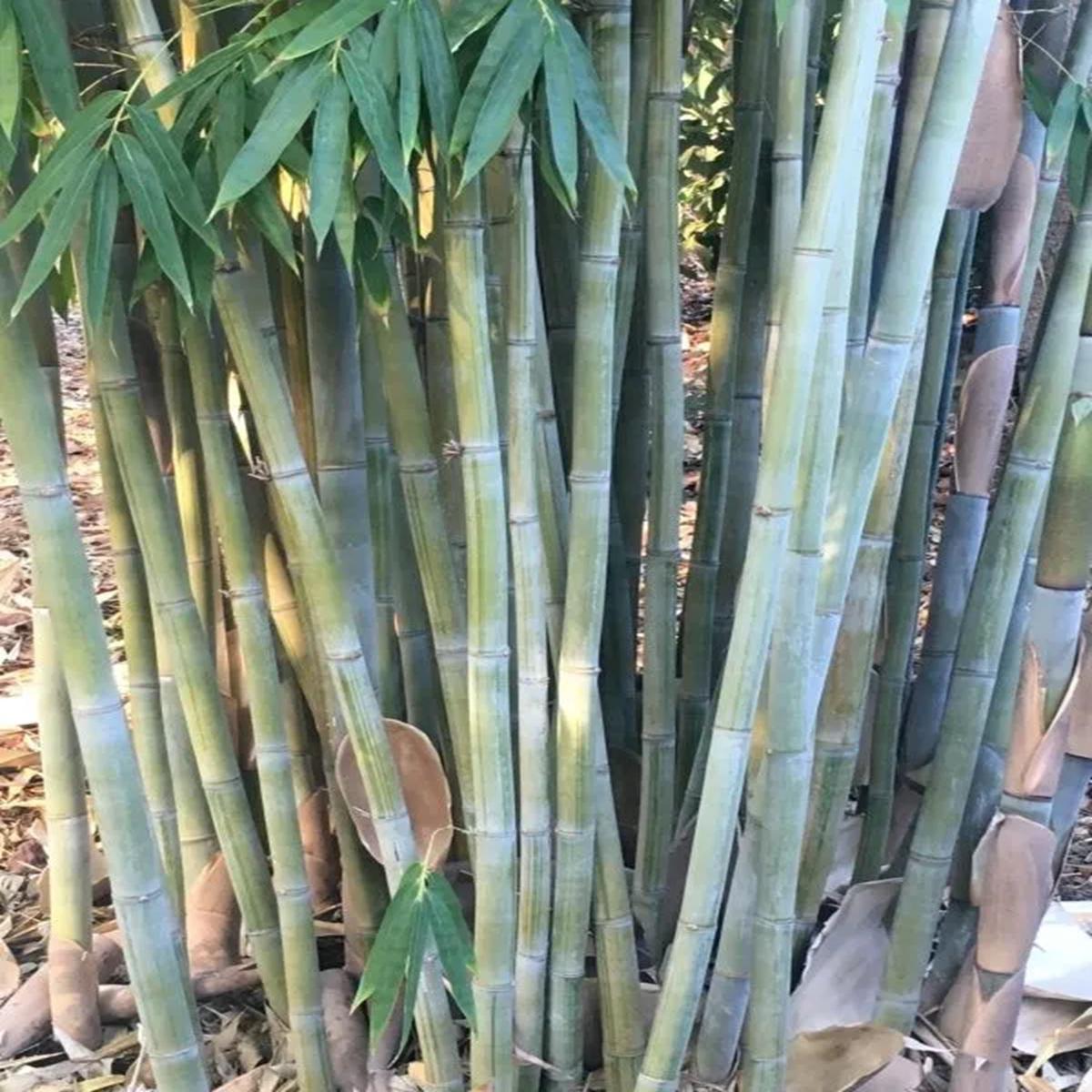 Green River 50 Angel Mist Bamboo Seeds - Tall Bamboo Plant Seeds for Privacy Screens & Garden Landscaping  Premium Bamboo Seeds for Planting Outdoors or in Pots  Non-Invasive Fast-Growing Lawn Plants 