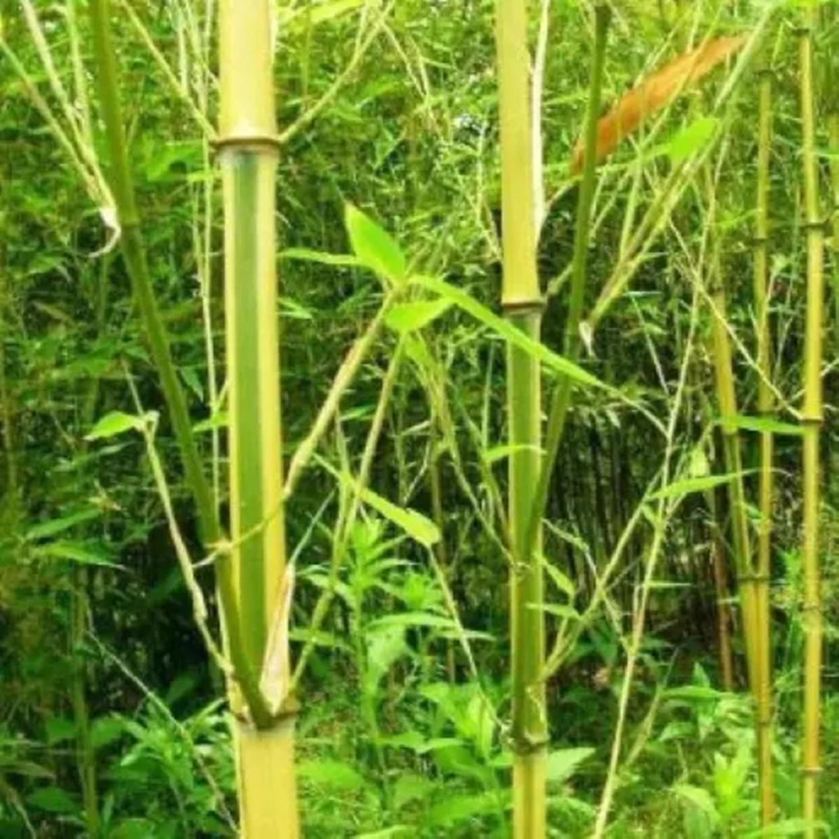 Green River 50 Spectrum Bamboo Seeds - Tall Bamboo Plant Seeds for Privacy Screens & Garden Landscaping  Premium Bamboo Seeds for Planting Outdoors or in Pots  Non-Invasive Fast-Growing Lawn Plants  S