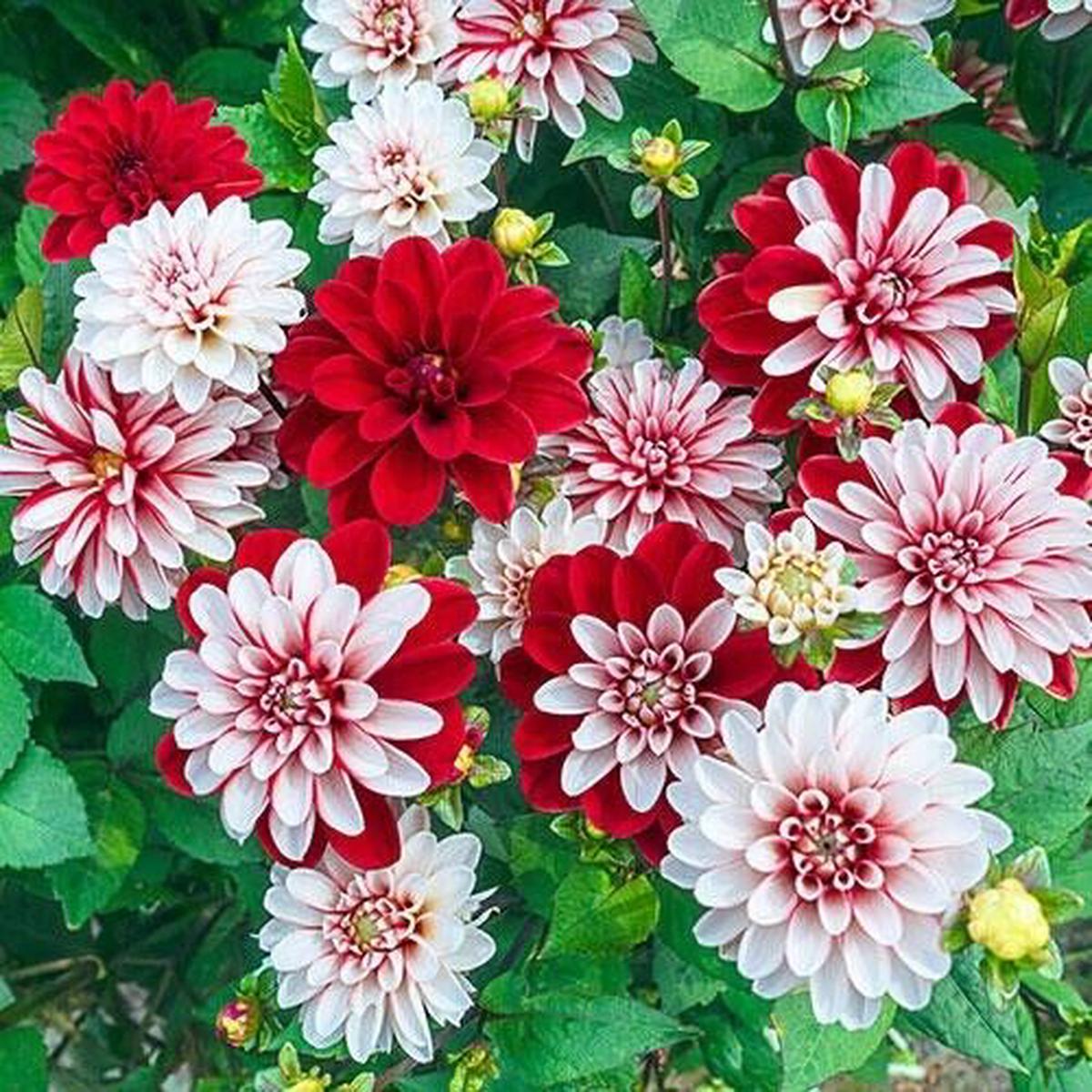 Green River Pacific Time Dahlia Perennial Flowers Seeds  25 Premium Dahlia Flower Seeds for Bouquets, Borders & Pots  Vibrant Summer Blooms with green Foliage  Full Sun Cottag